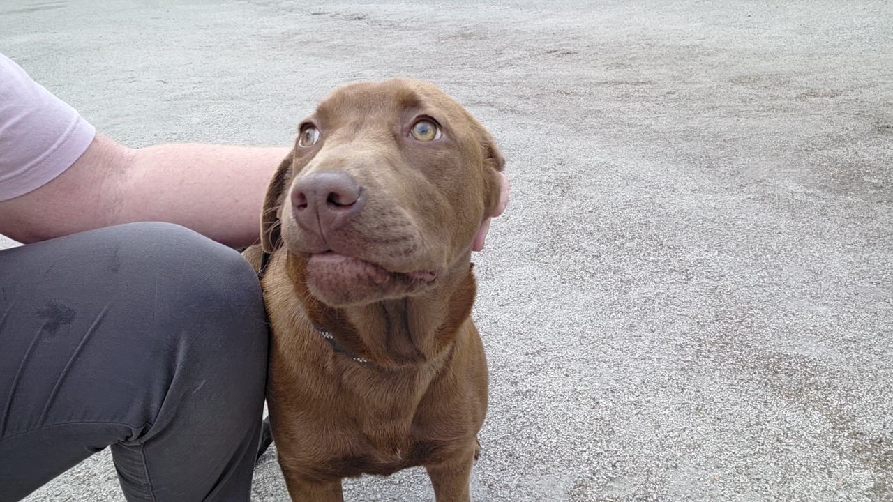 Enlarge Molly, a ADOPTABLE mixed breed in Sumter, SC video 1/2