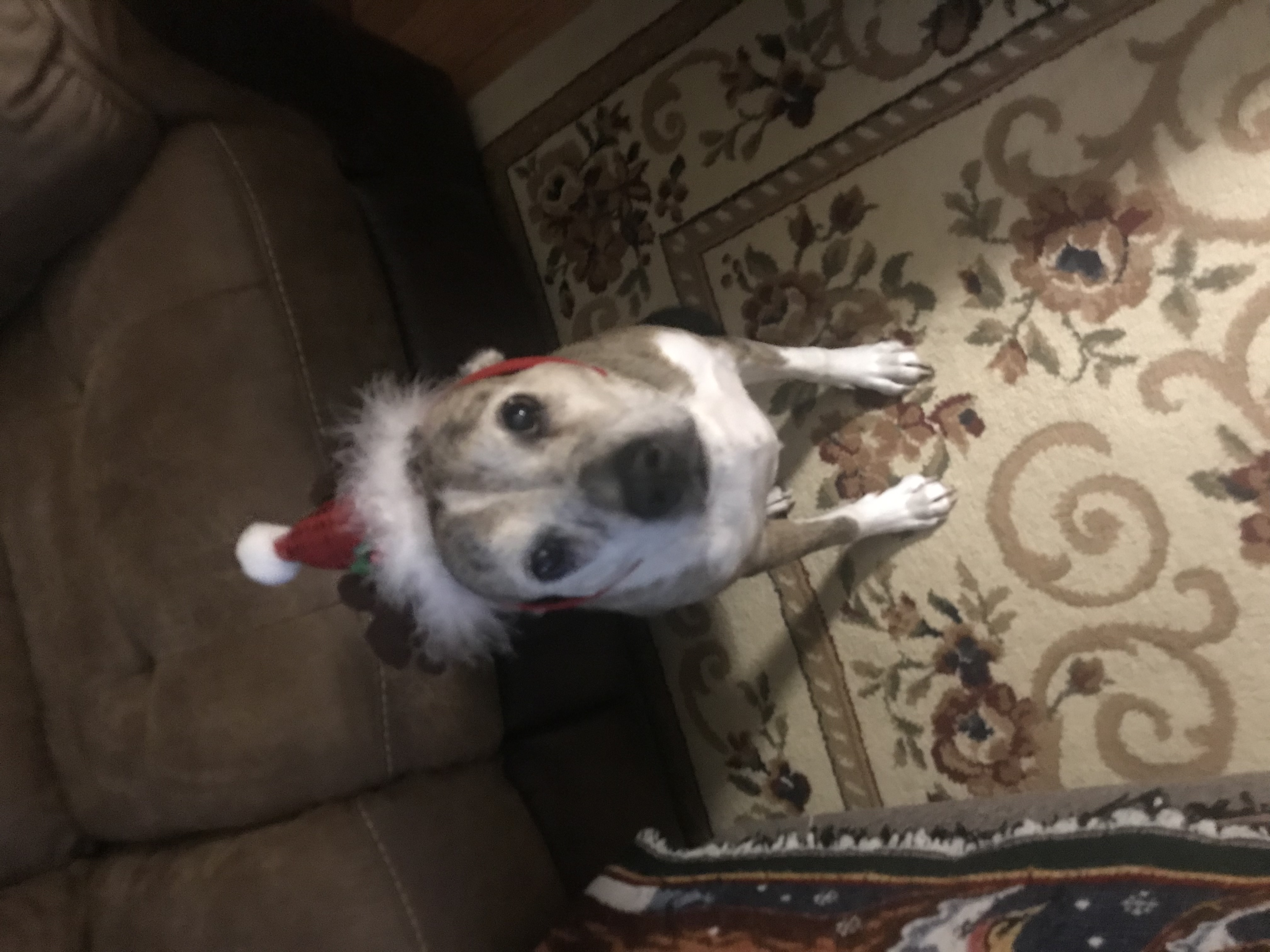 Faith, Adoptable, Senior Female Jack Russell Terrier & Basenji.