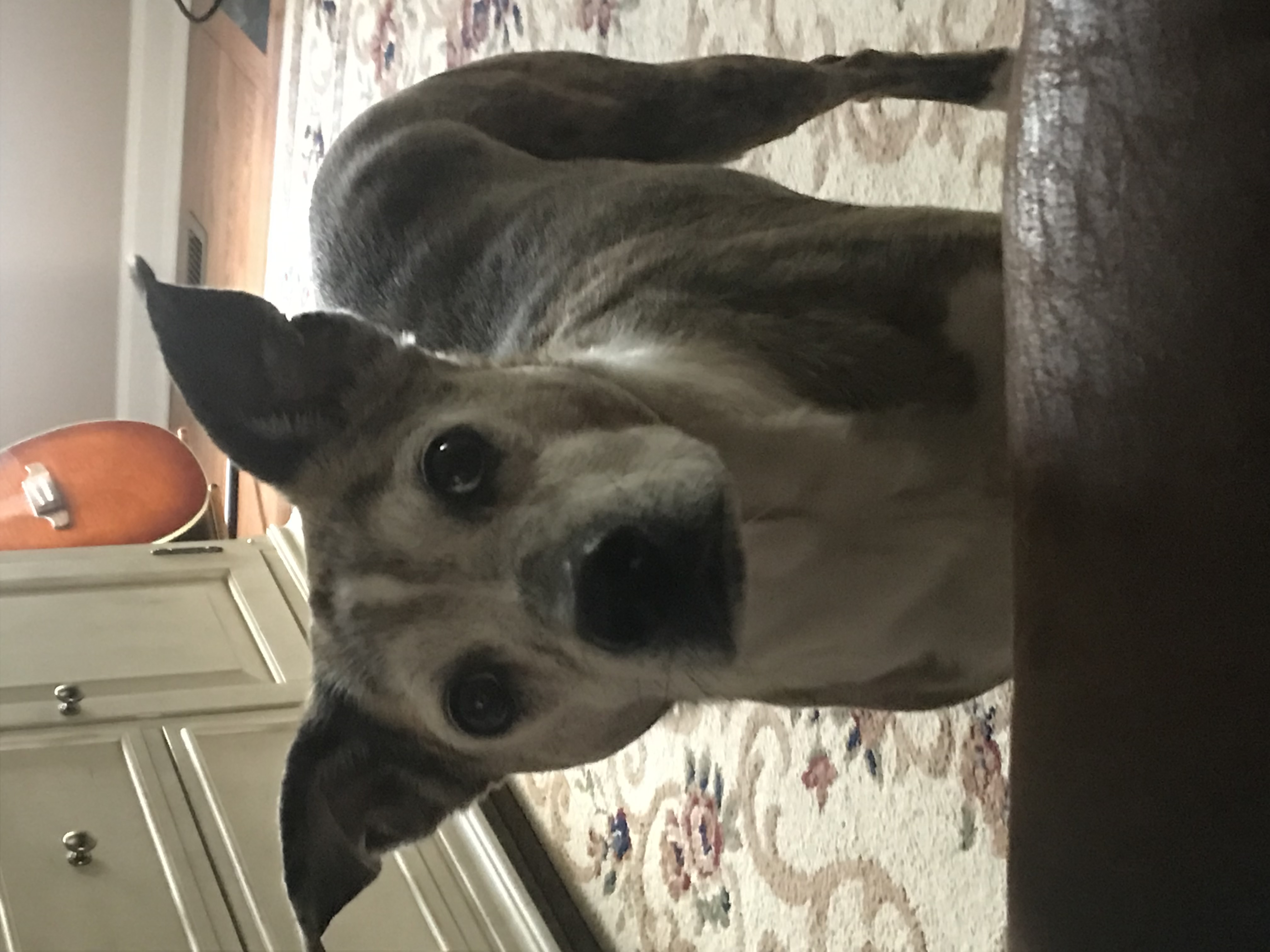 Faith, a Adoptable mixed breed in Sherman, CT image 2/4