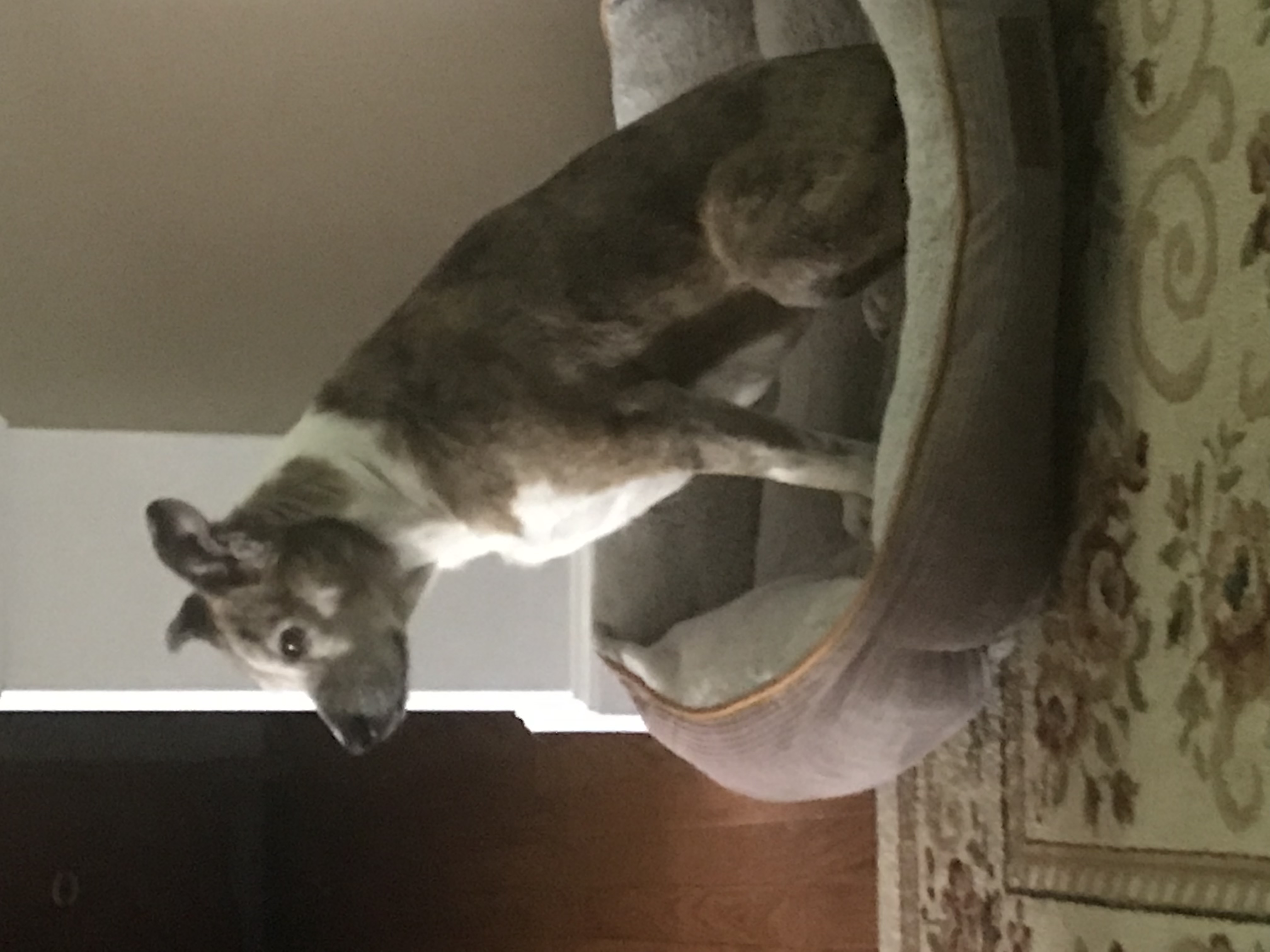 Faith, a Adoptable mixed breed in Sherman, CT image 3/4