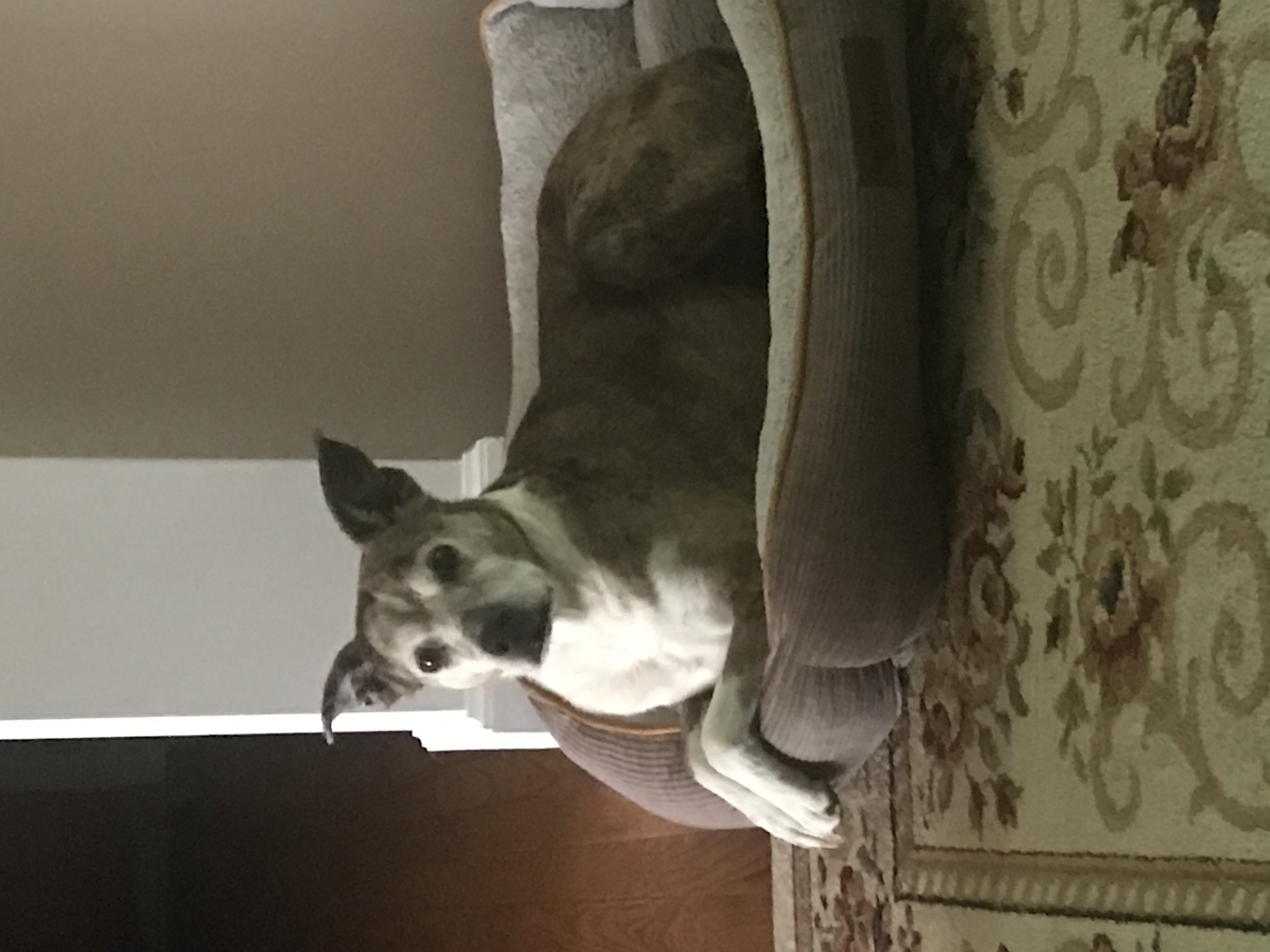 Faith, a Adoptable mixed breed in Sherman, CT image 4/4