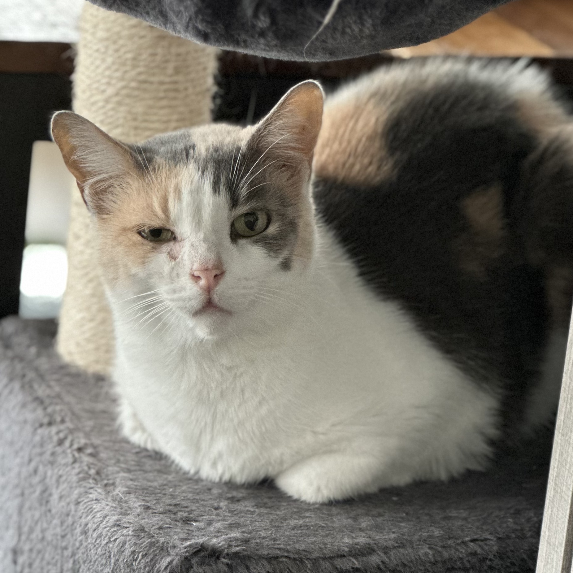 Enlarge Torvi, a Adoptable Domestic Short Hair in Parkland, FL image 4/6