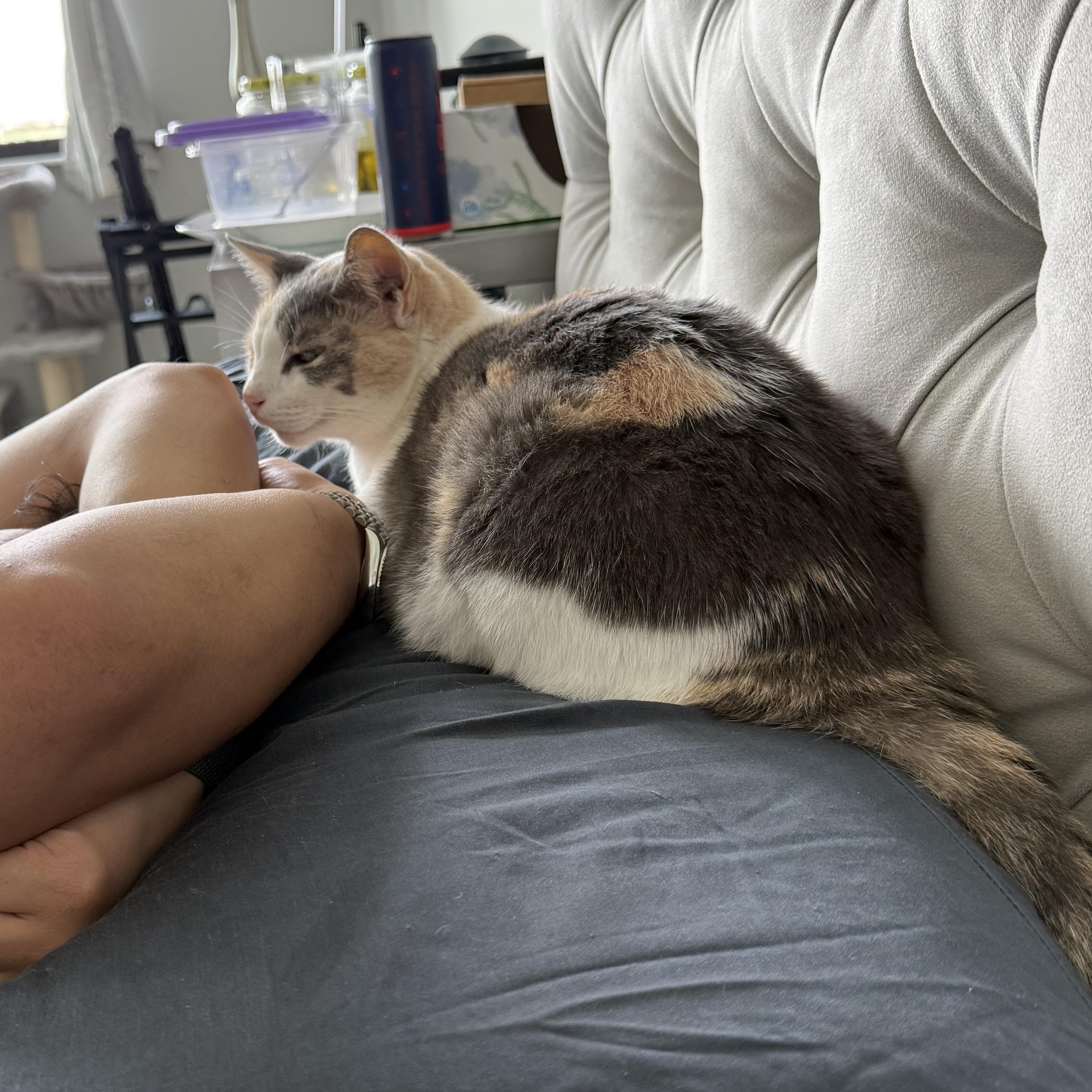 Torvi, Adoptable, Adult Female Domestic Short Hair.