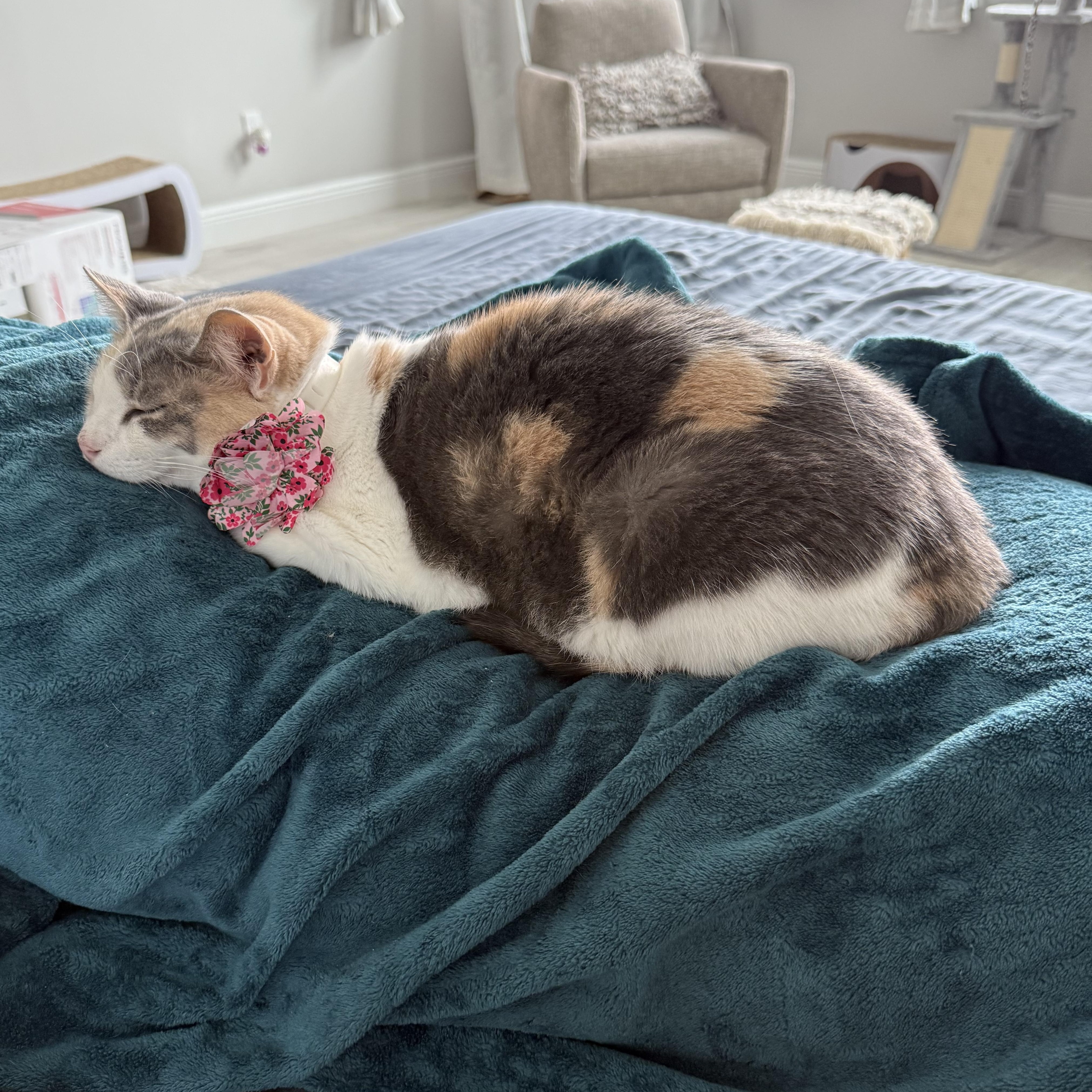 Enlarge Torvi, a Adoptable Domestic Short Hair in Parkland, FL image 1/6