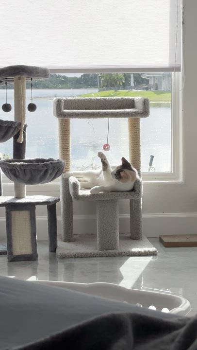 Enlarge Torvi, a Adoptable Domestic Short Hair in Parkland, FL video 6/6