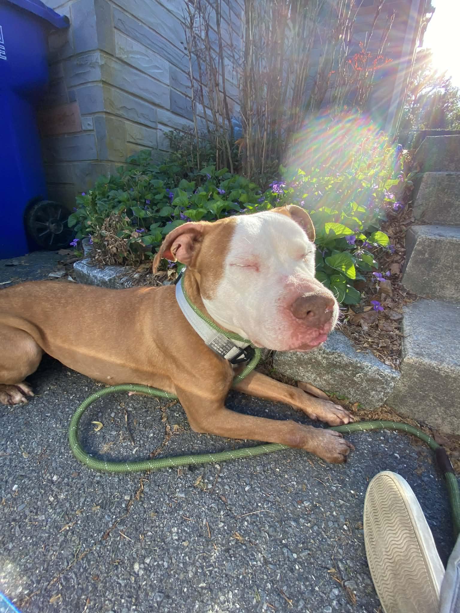Enlarge Kara , a ADOPTABLE mixed breed in Elizabethtown, PA image 5/6