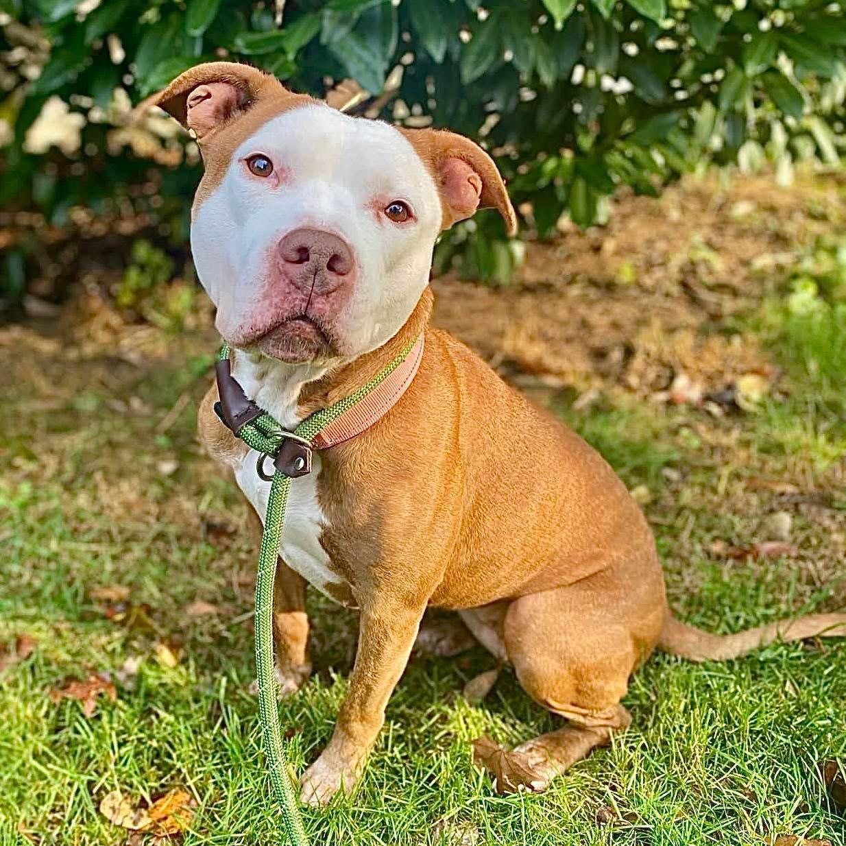 Enlarge Kara , a ADOPTABLE mixed breed in Elizabethtown, PA image 1/2