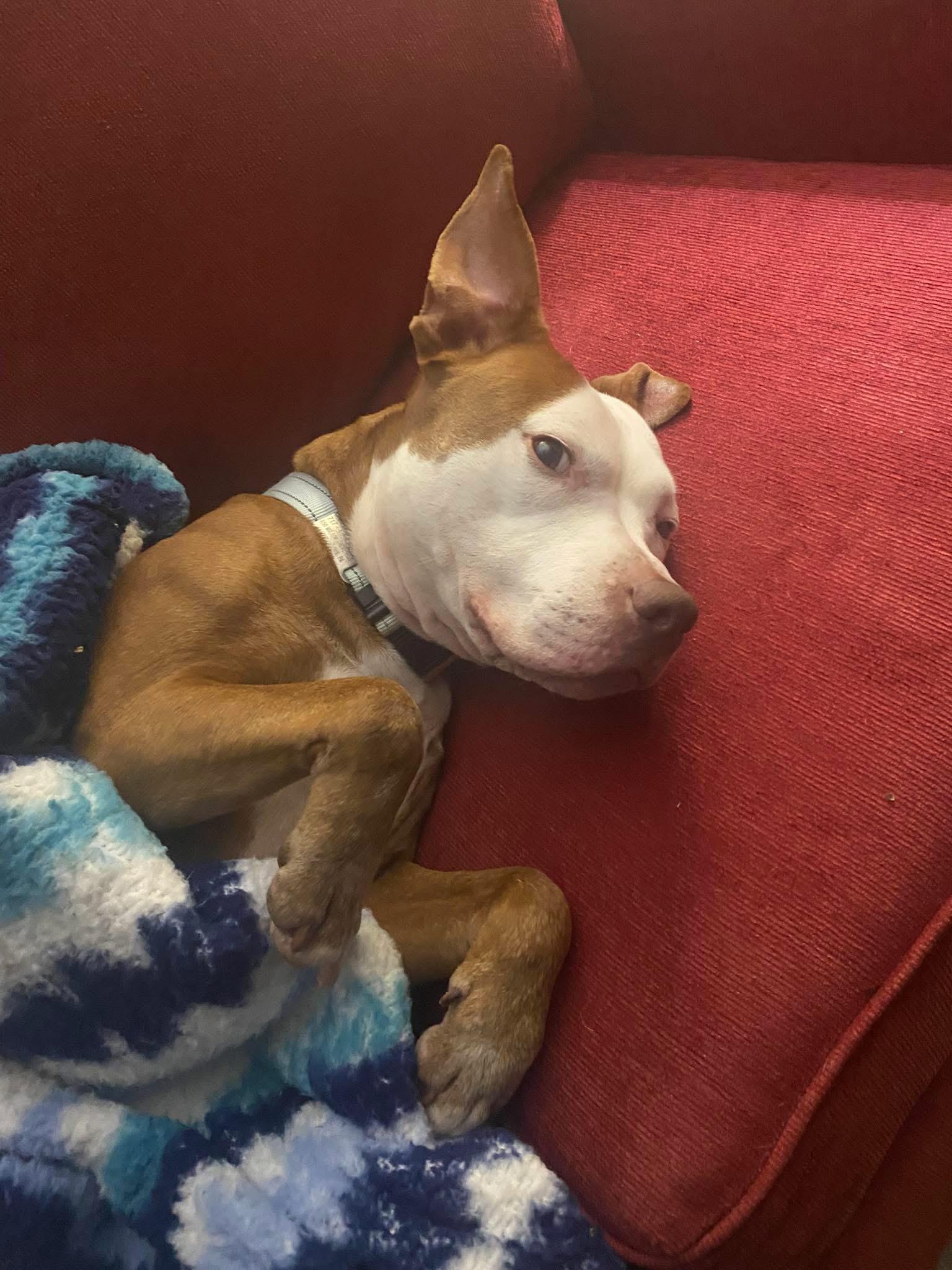 Enlarge Kara , a ADOPTABLE mixed breed in Elizabethtown, PA image 2/2