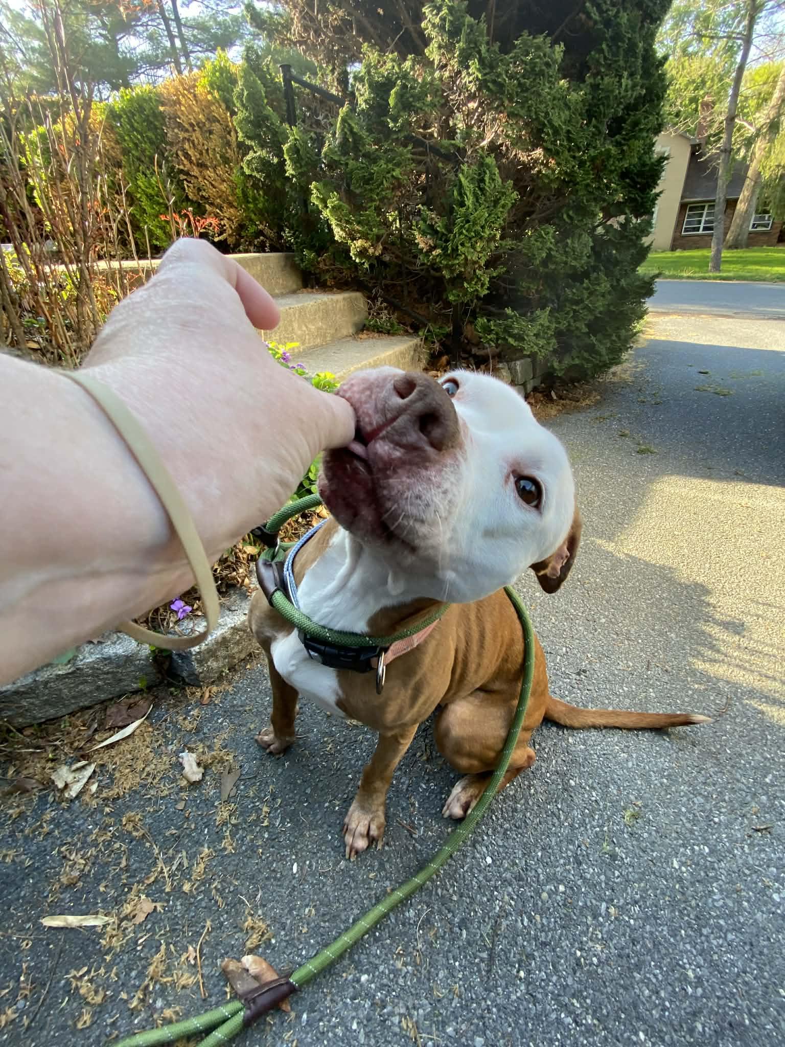 Enlarge Kara , a ADOPTABLE mixed breed in Elizabethtown, PA image 4/6