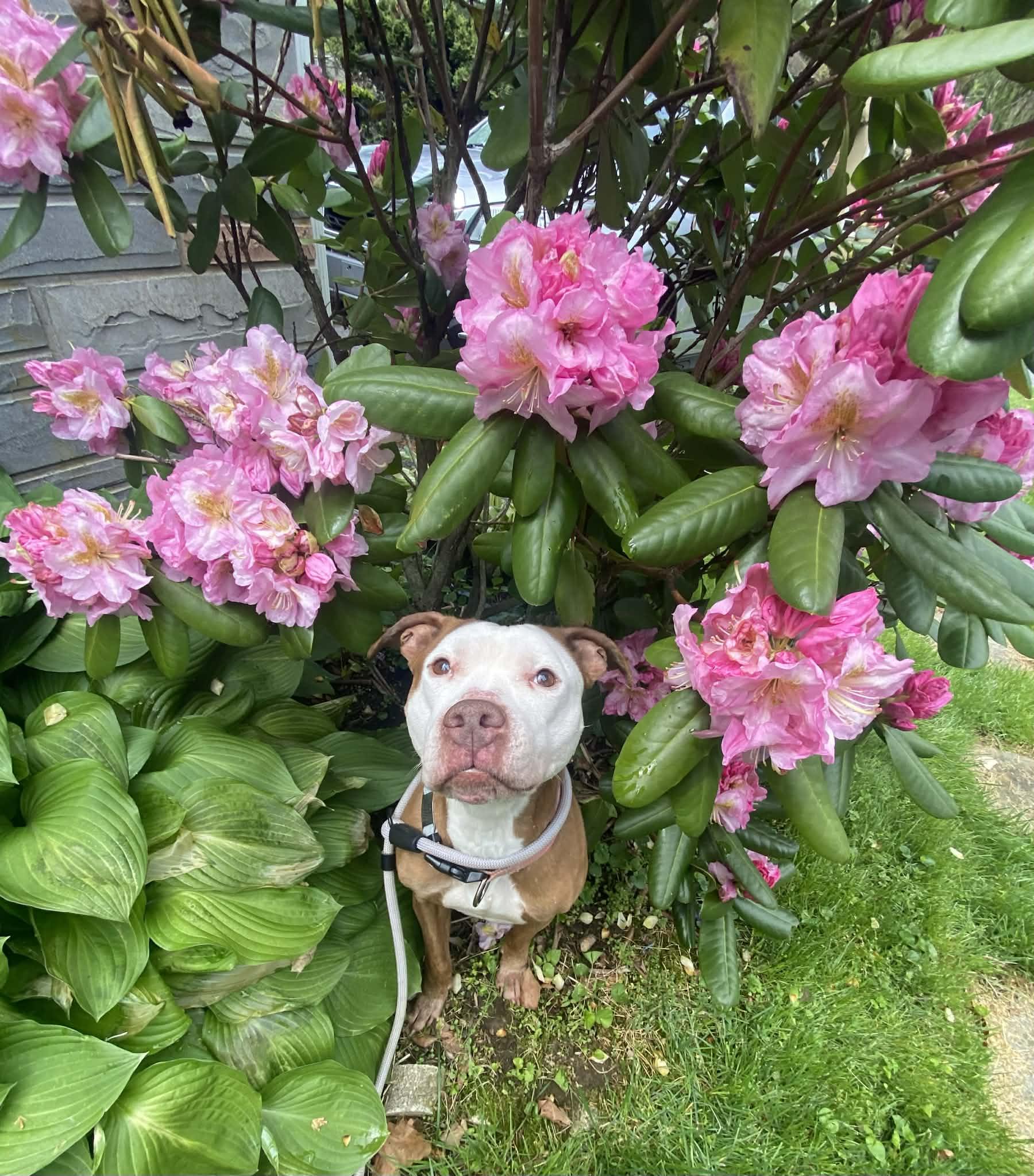 Enlarge Kara , a ADOPTABLE mixed breed in Elizabethtown, PA image 6/6