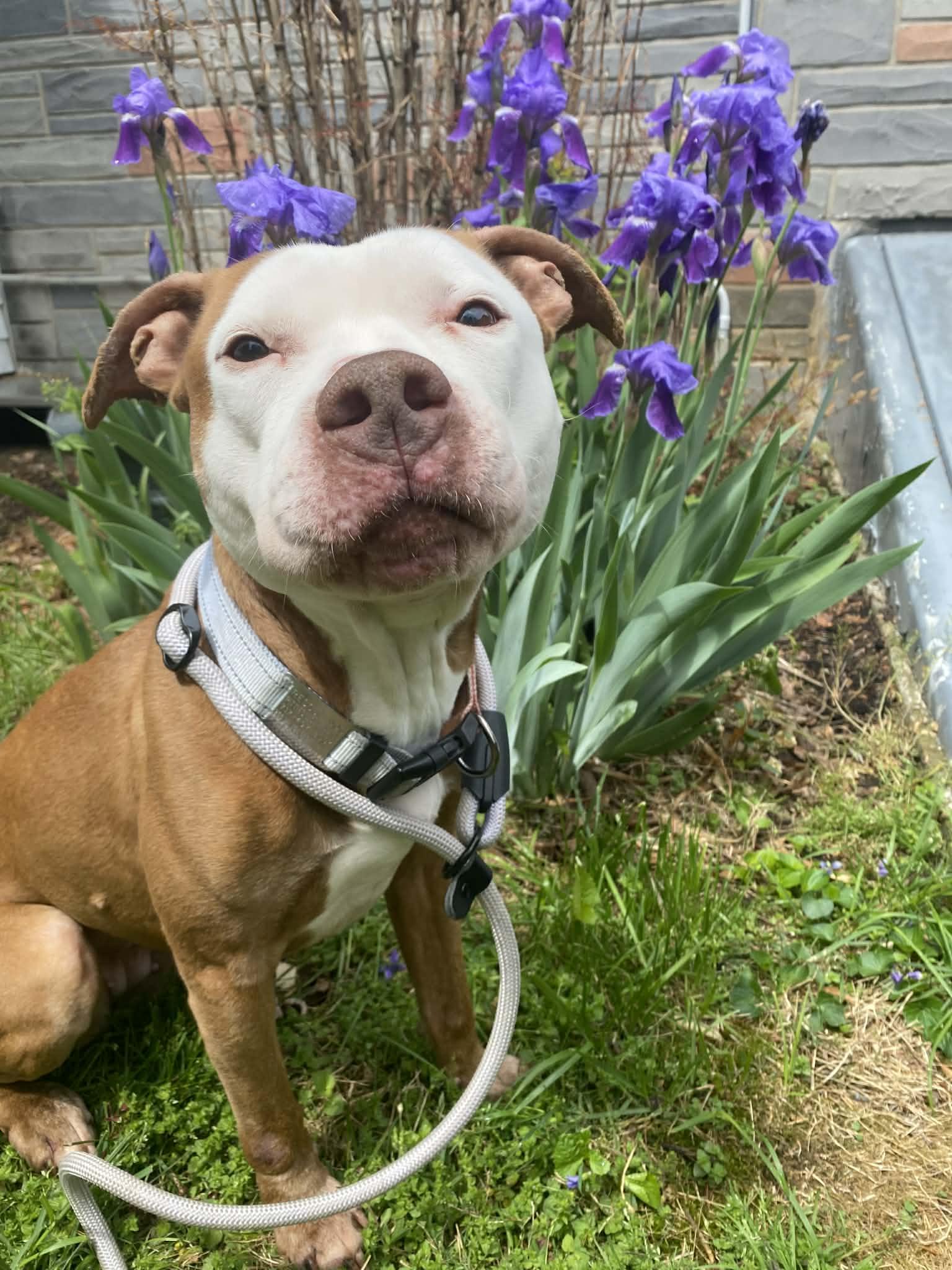 Enlarge Kara , a ADOPTABLE mixed breed in Elizabethtown, PA image 3/6