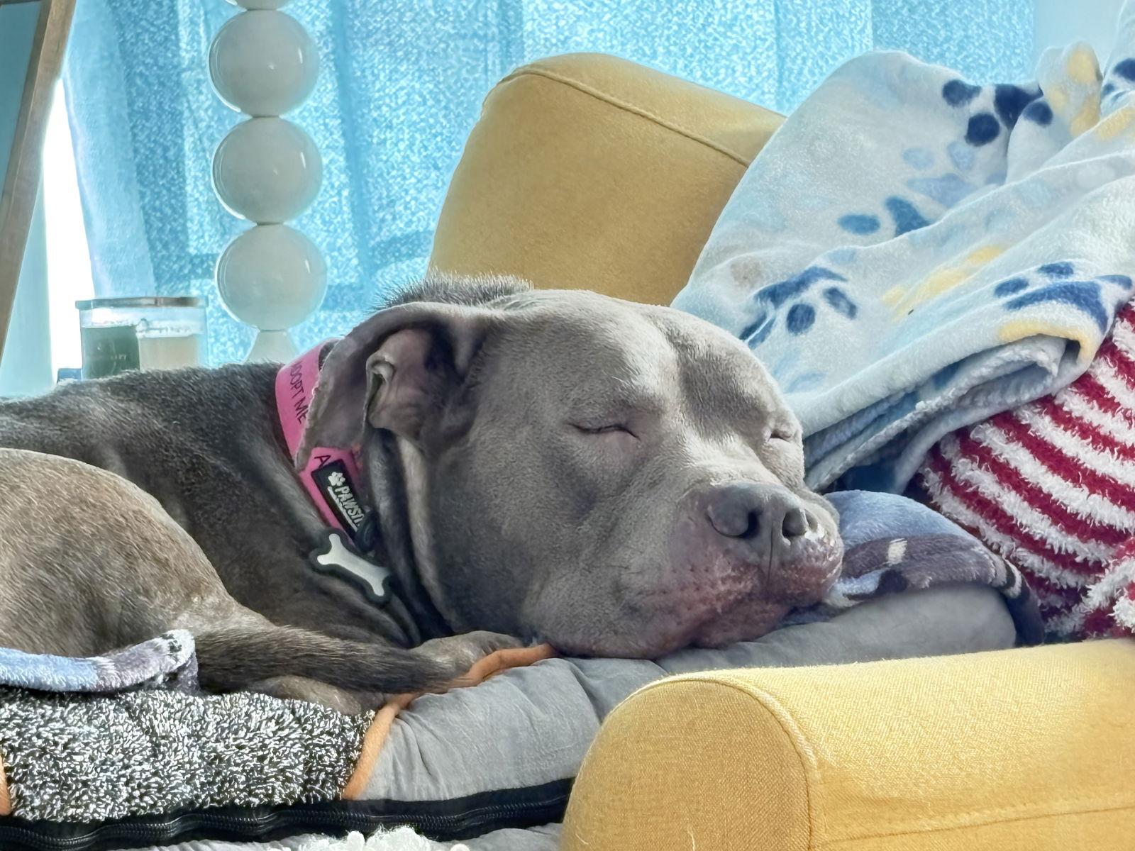 Ozzy, Adoptable, Adult Male Pit Bull Terrier.