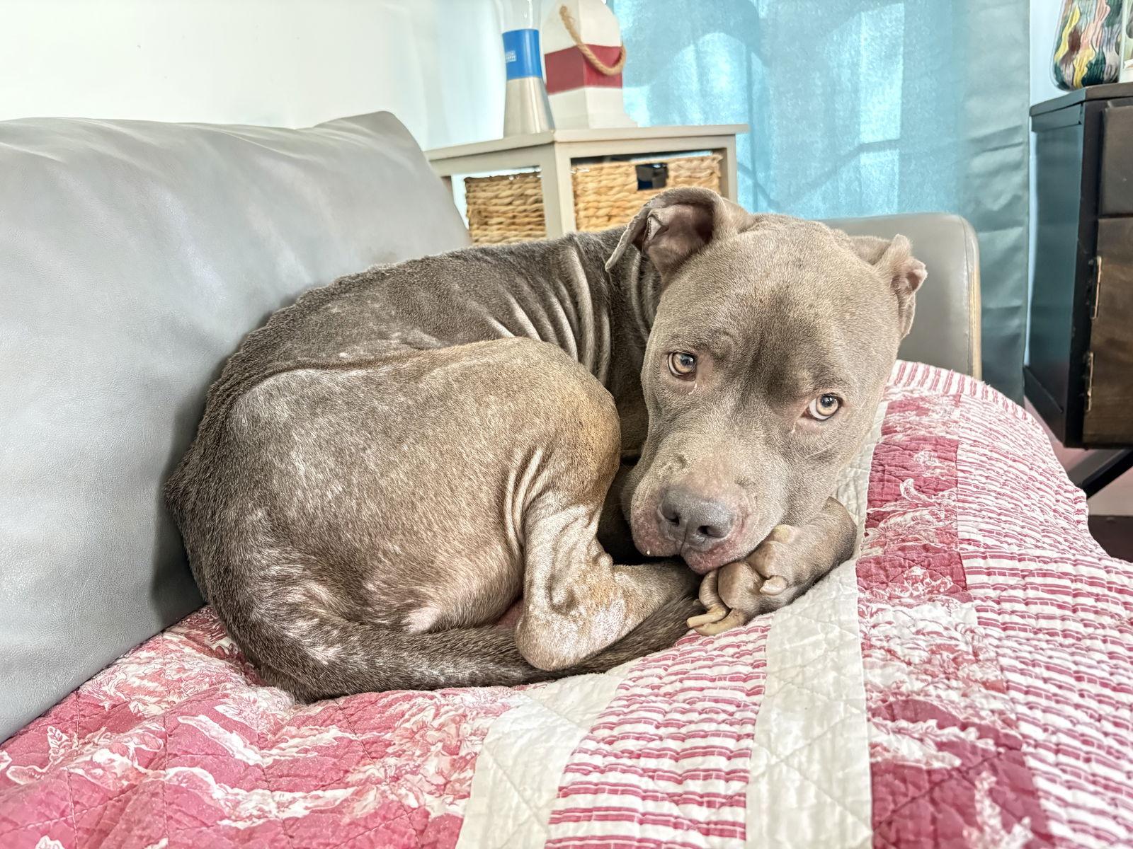 Ozzy, Adoptable, Adult Male Pit Bull Terrier.