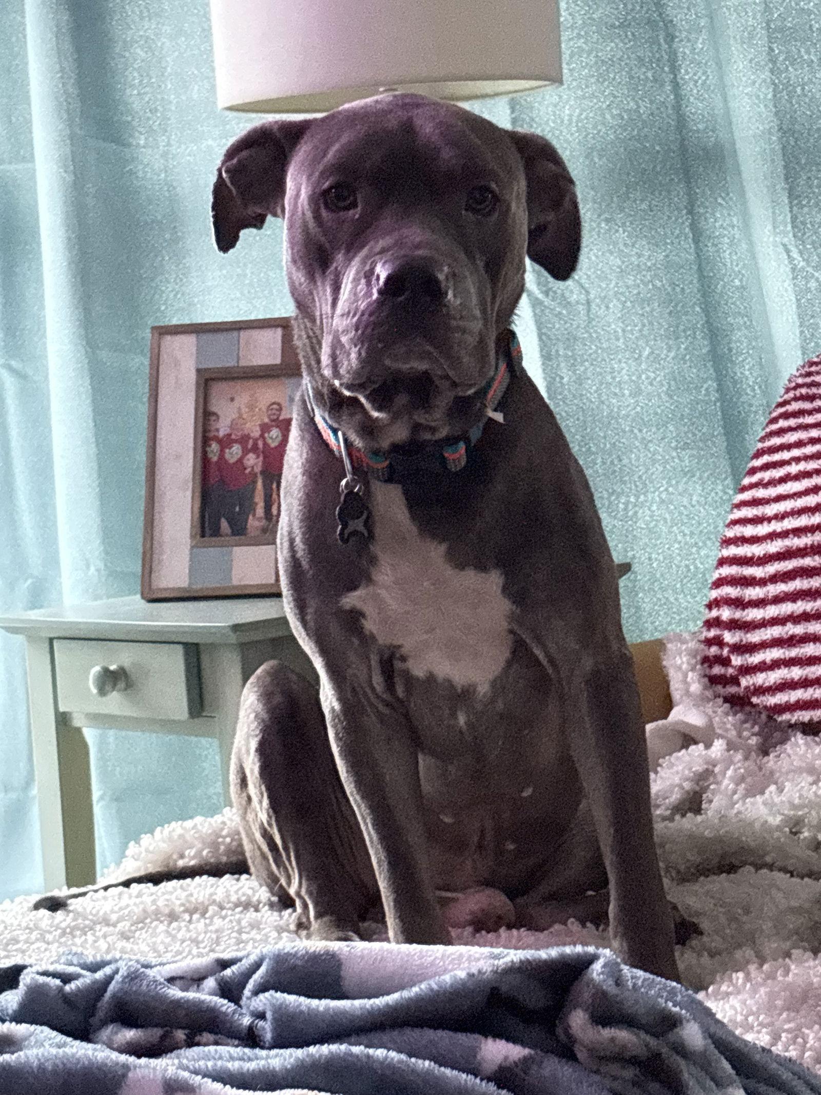 Enlarge Ozzy, a Adoptable Pit Bull Terrier in Gulfport, MS image 2/3