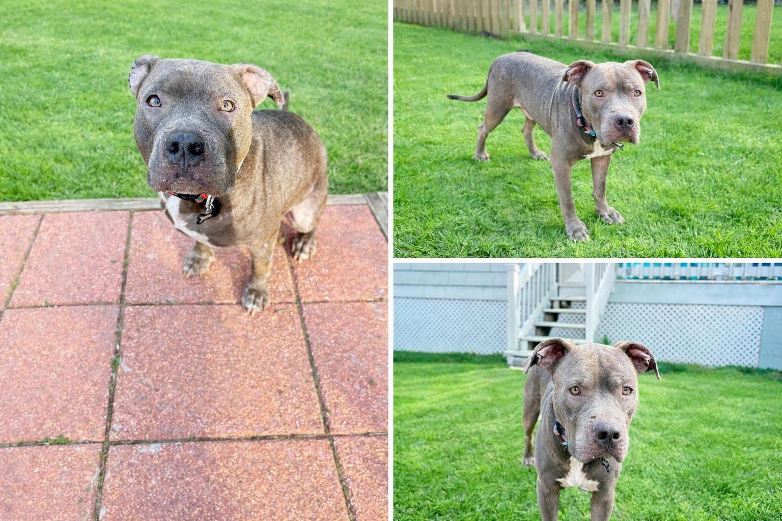 Enlarge Ozzy, a Adoptable Pit Bull Terrier in Gulfport, MS image 3/3