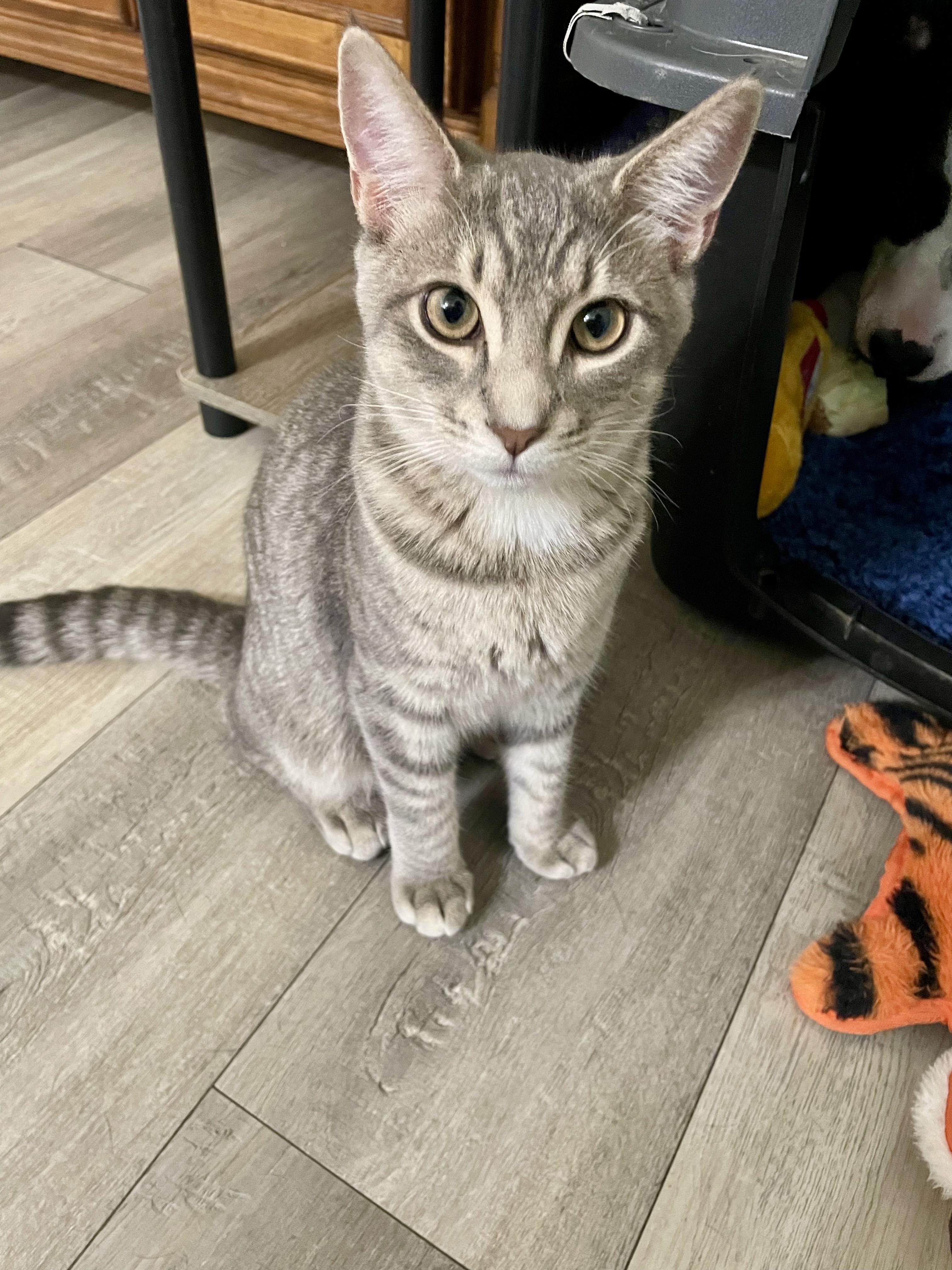 Enlarge Julian (and Bridgers), a Adoptable mixed breed in Tulsa, OK image 6/6