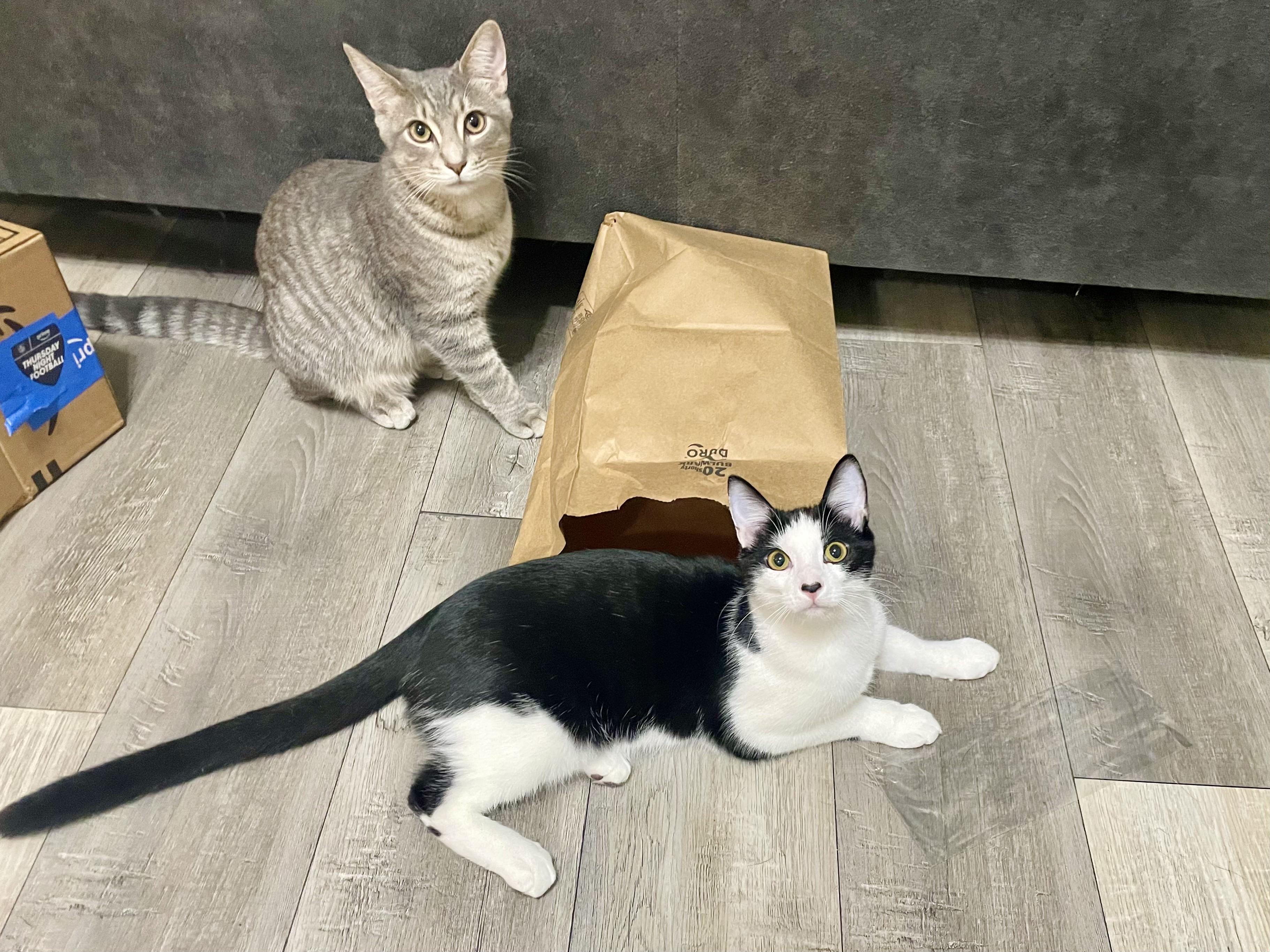 Enlarge Julian (and Bridgers), a Adoptable mixed breed in Tulsa, OK image 5/6