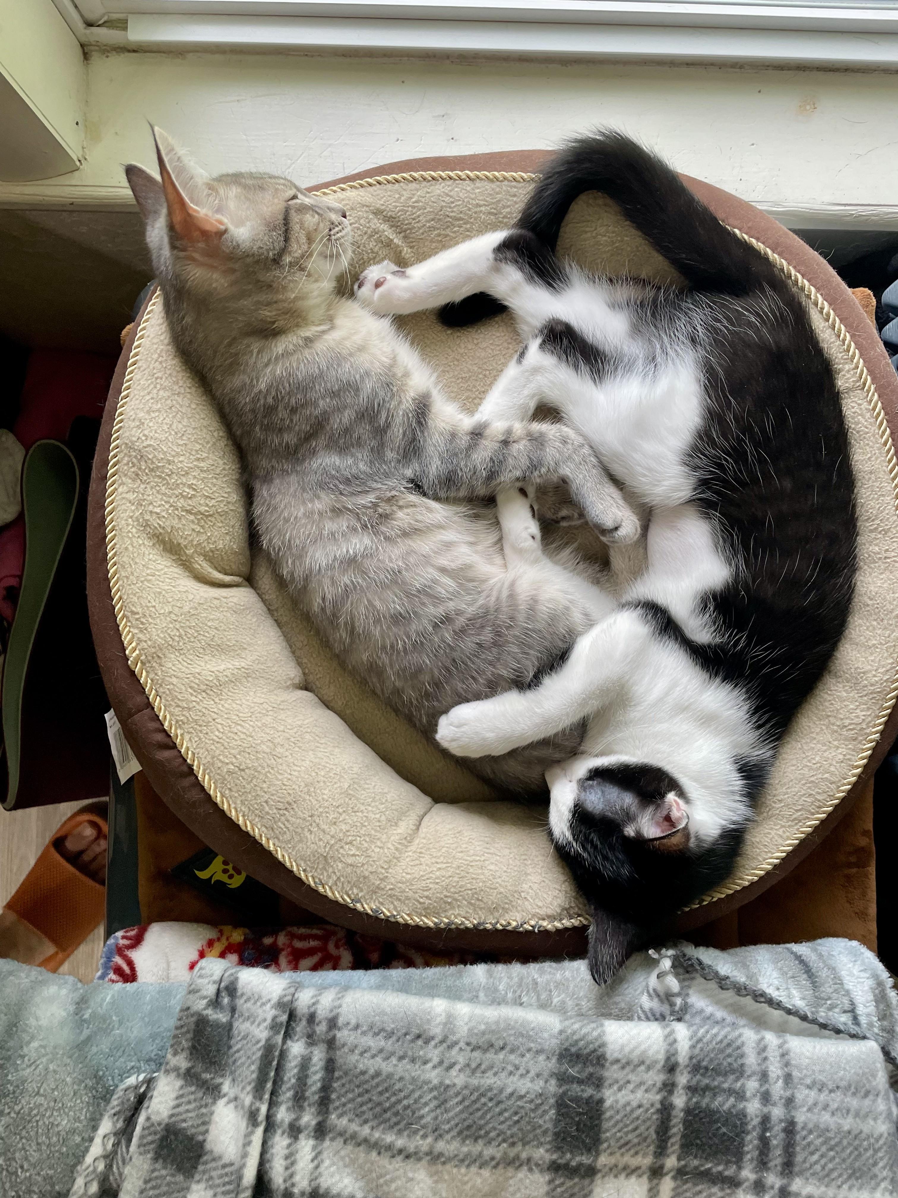 Julian (and Bridgers), Adoptable, Kitten Male Tabby & Domestic Short Hair.