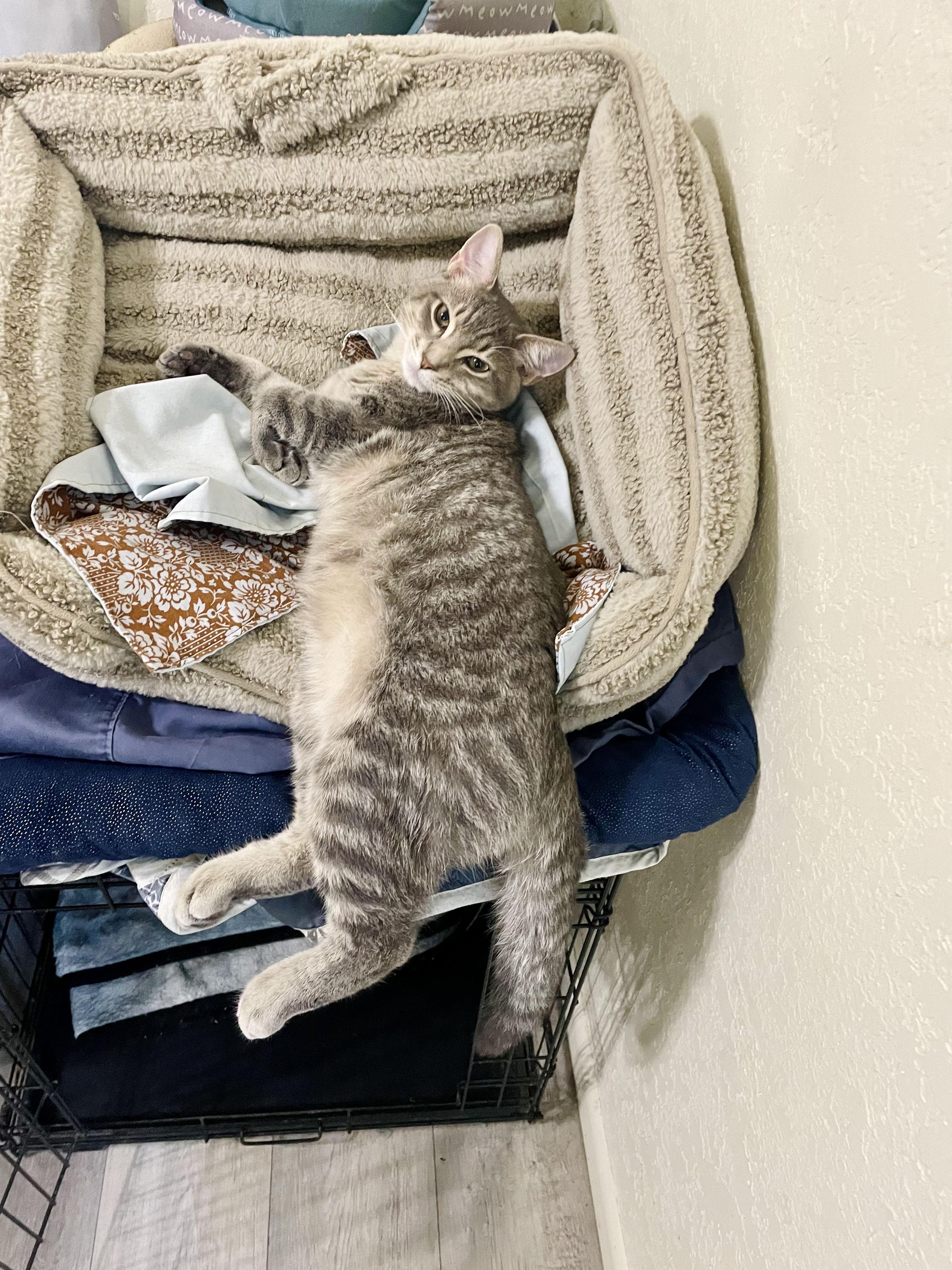 Enlarge Julian (and Bridgers), a Adoptable mixed breed in Tulsa, OK image 3/6