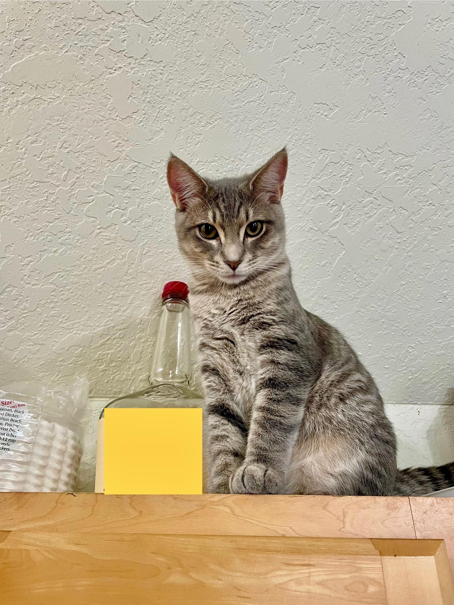 Julian (and Bridgers)