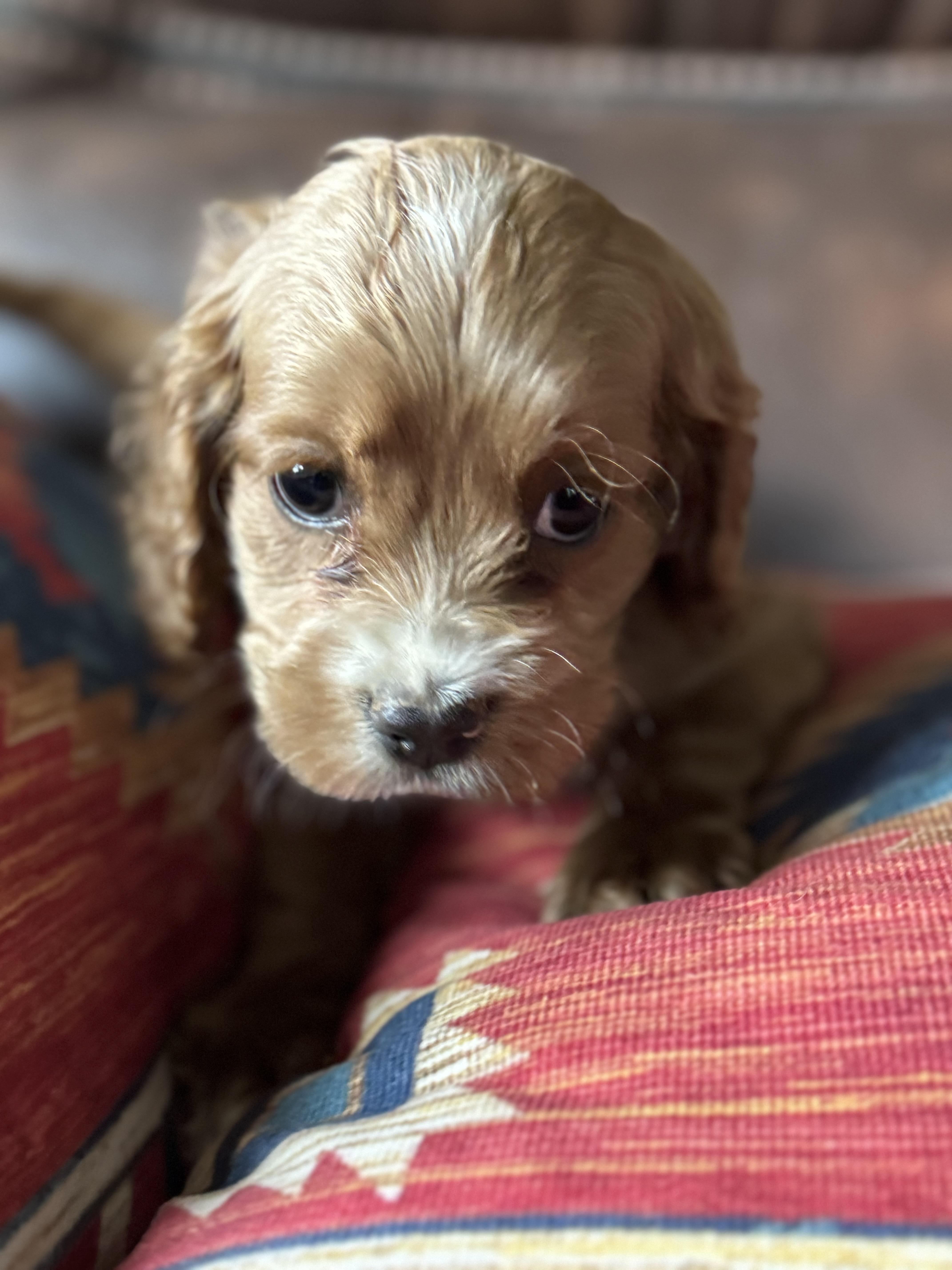 Zach, Adoptable, Puppy Male Cockapoo.
