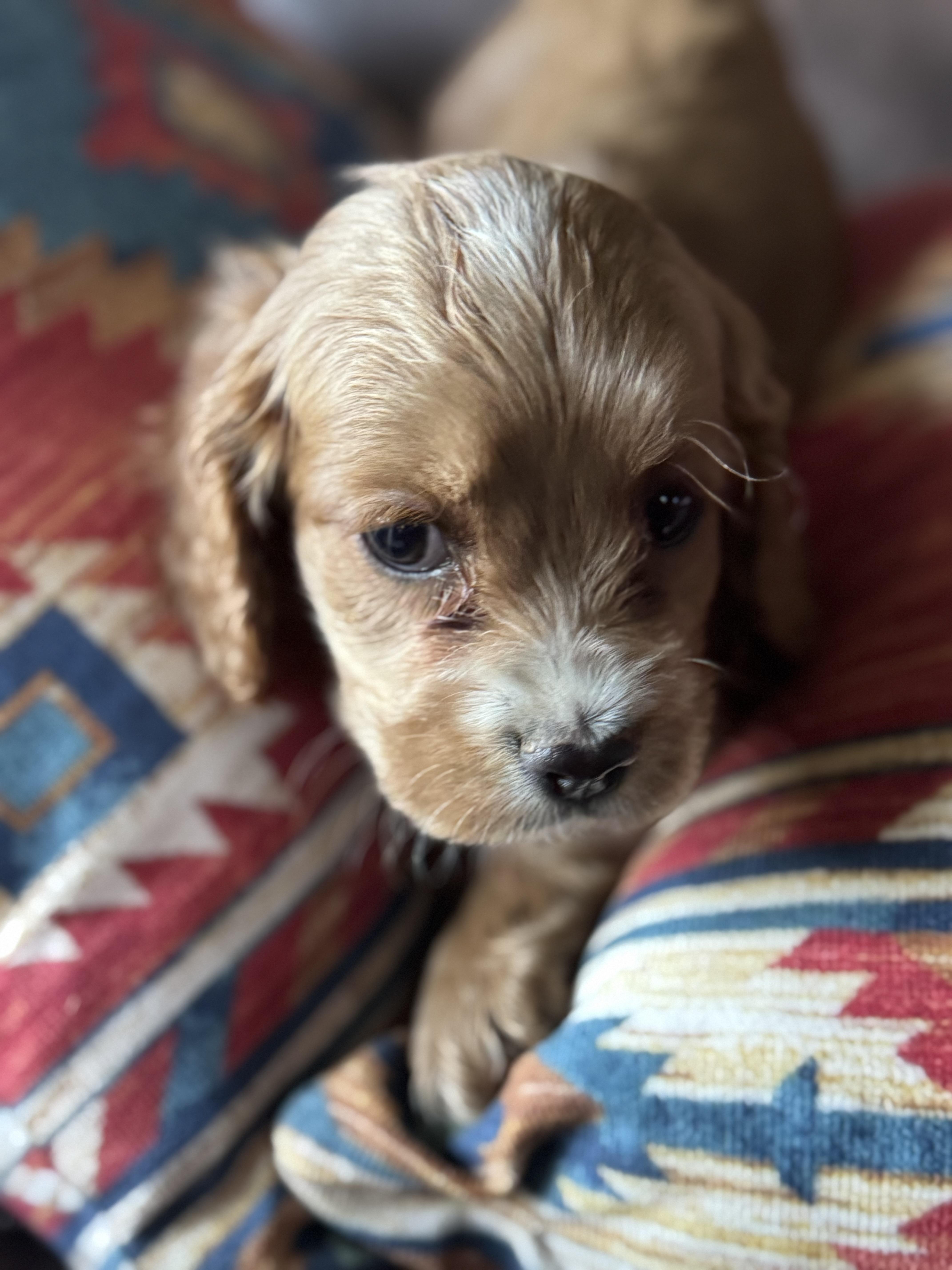 Zach, an adoptable Cockapoo in Glenwood City, WI, 54013 | Photo Image 1