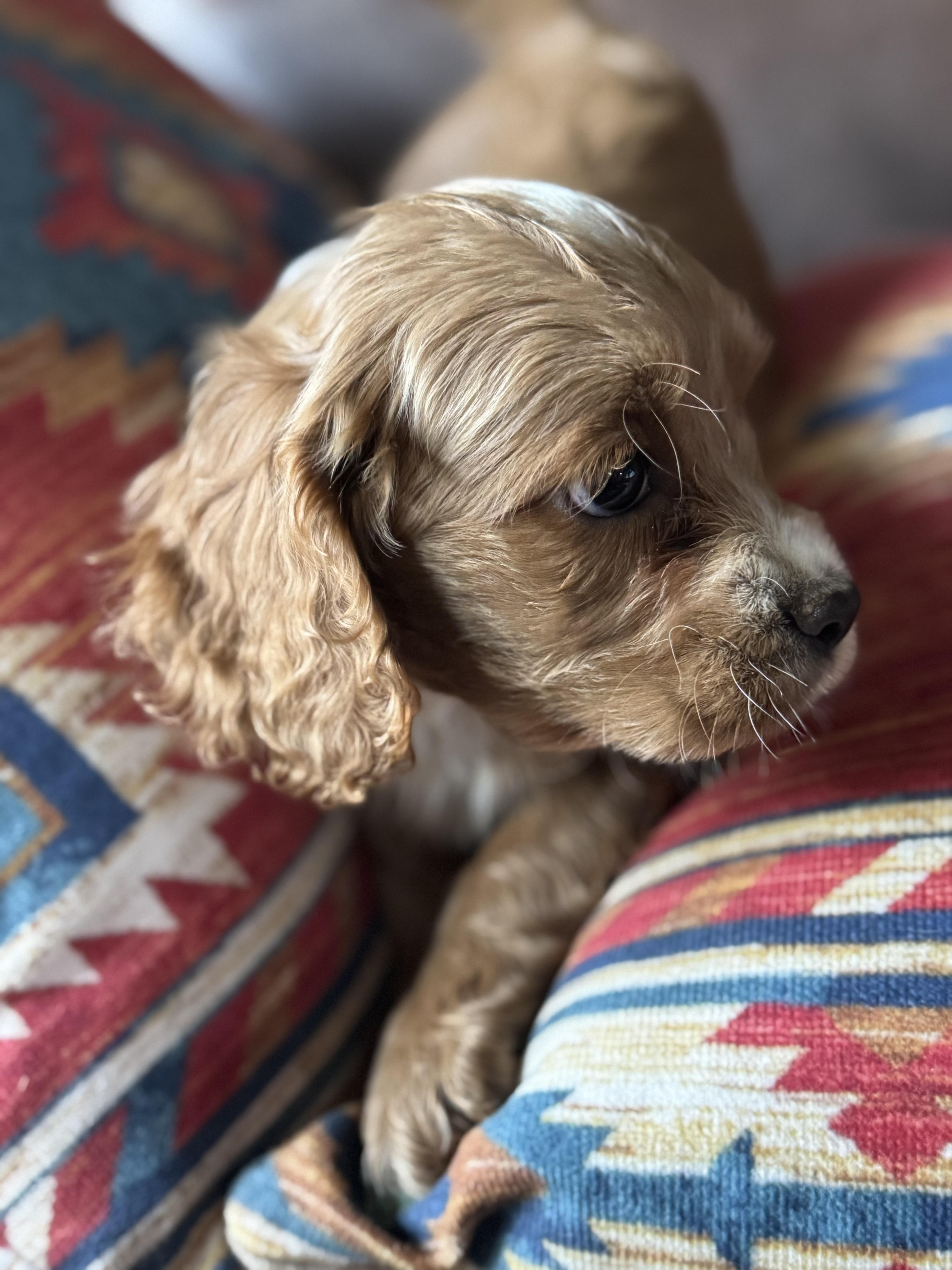 Zach, an adoptable Cockapoo in Glenwood City, WI, 54013 | Photo Image 3