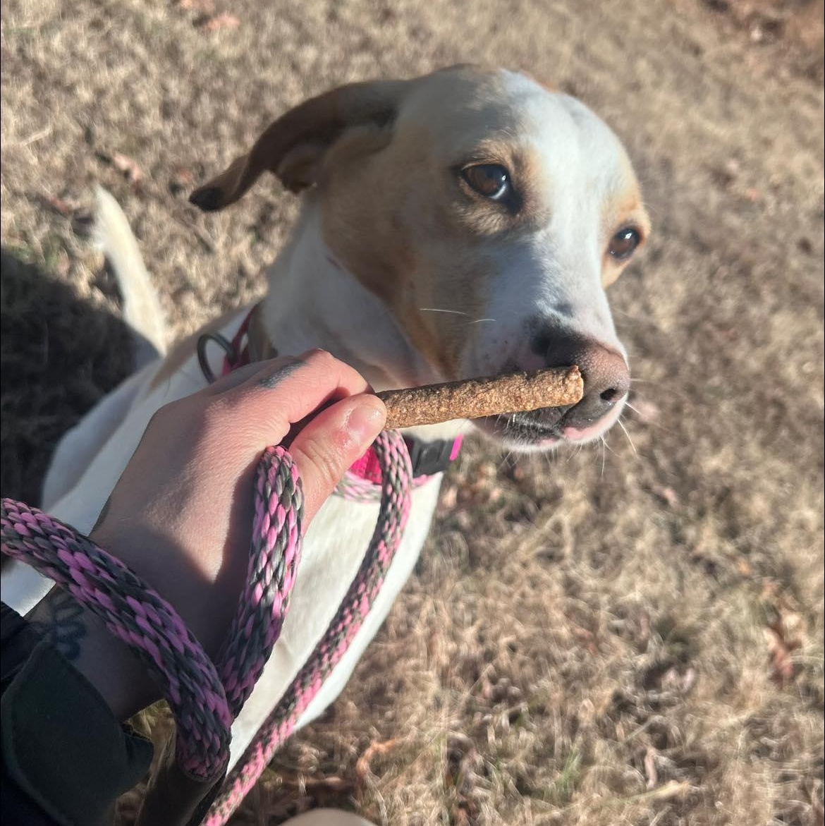 Enlarge Lemon, a ADOPTABLE American Foxhound in Cumberland , VA image 3/4