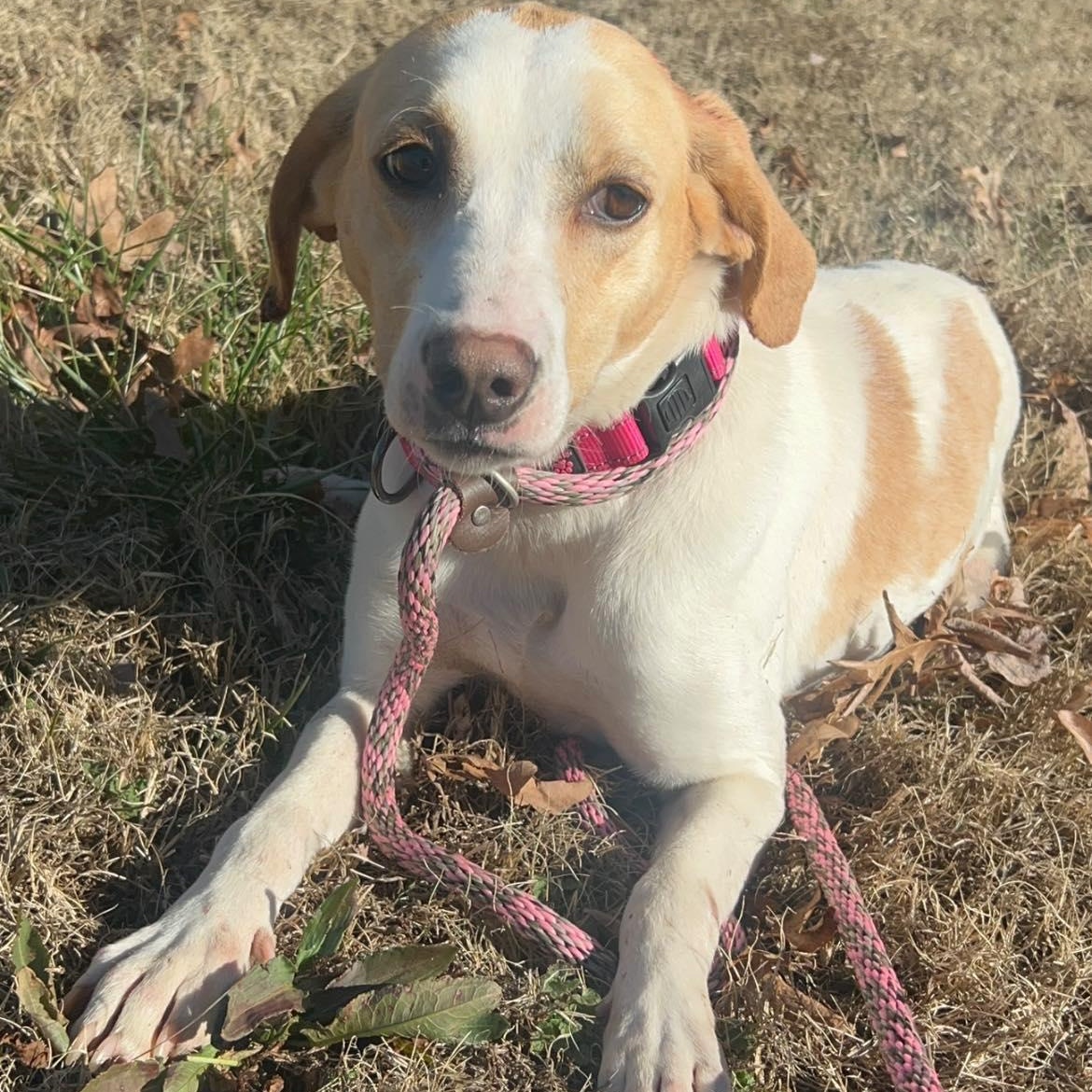 Enlarge Lemon, a ADOPTABLE American Foxhound in Cumberland , VA image 2/4