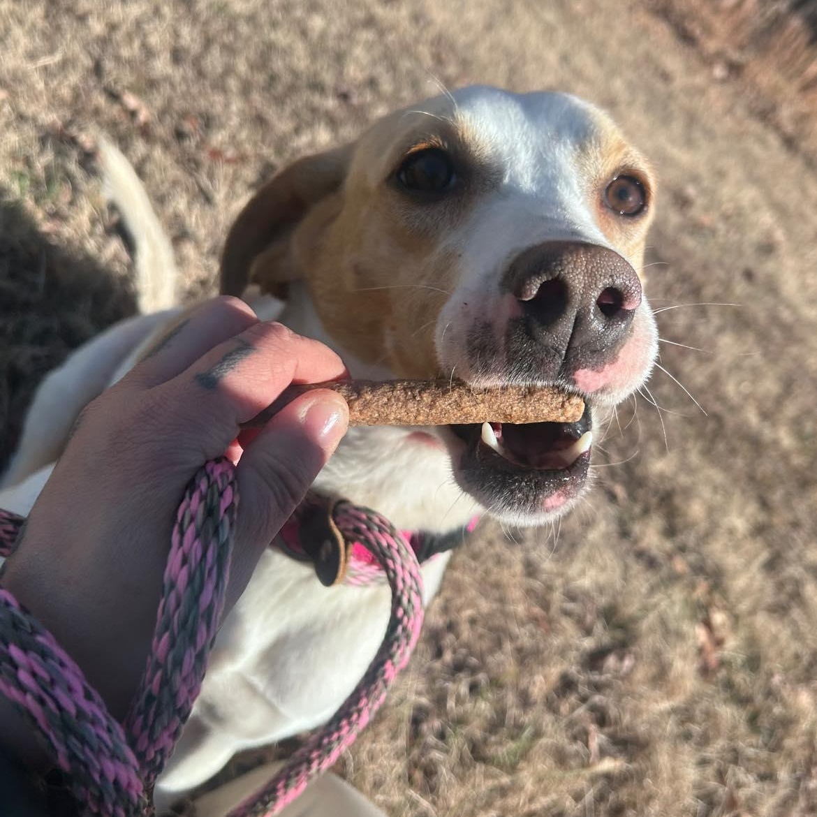 Enlarge Lemon, a ADOPTABLE American Foxhound in Cumberland , VA image 4/4