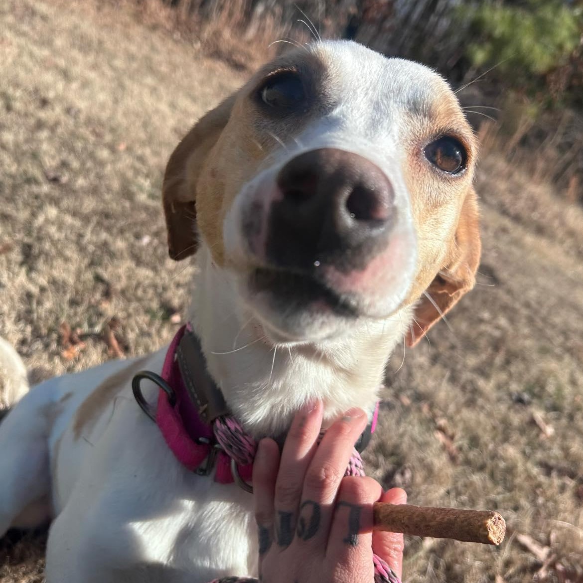 Enlarge Lemon, a ADOPTABLE American Foxhound in Cumberland , VA image 1/4