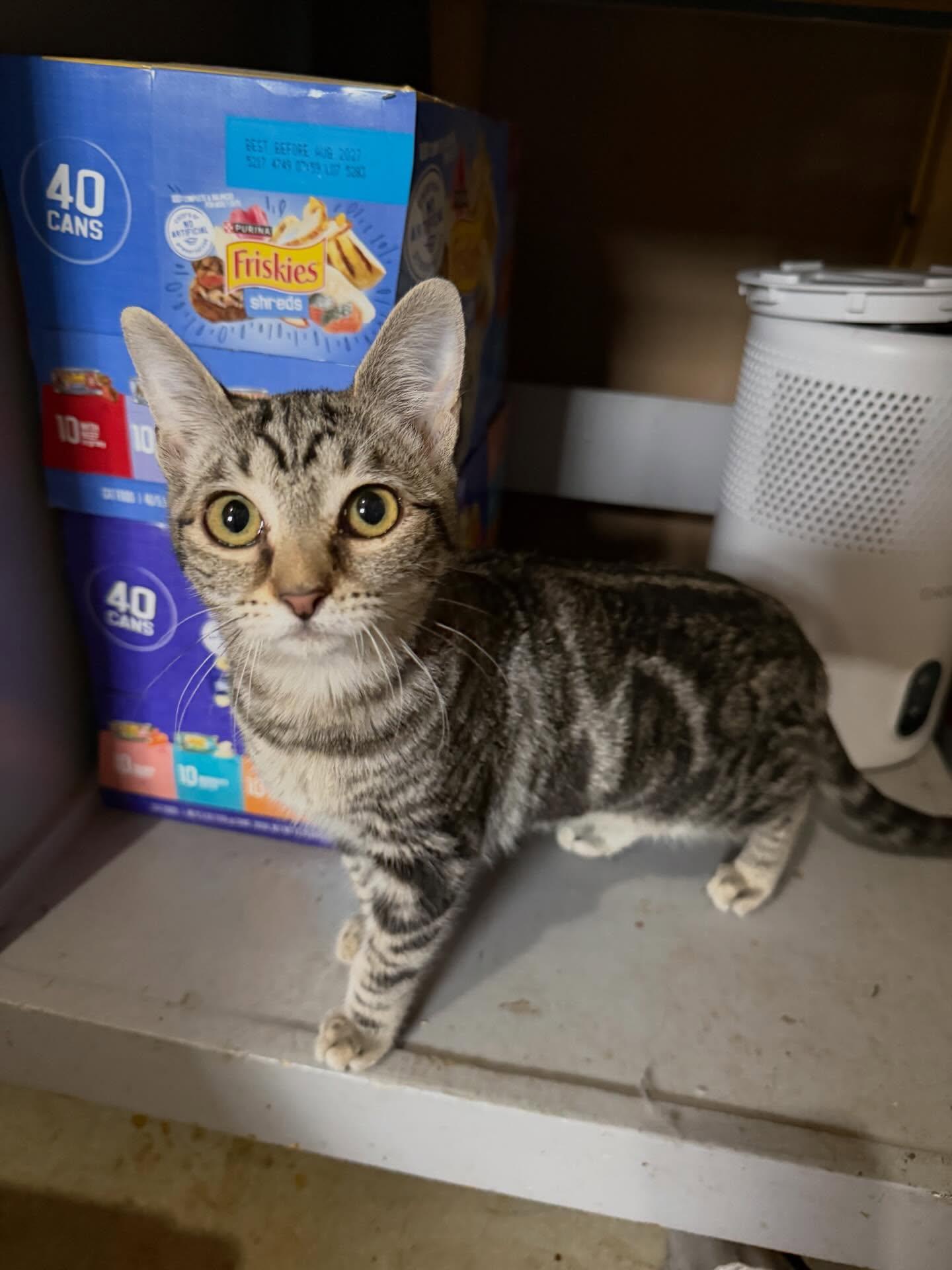 Enlarge Cinderella, an adopted Domestic Short Hair in St. Albans, VT image 3/3