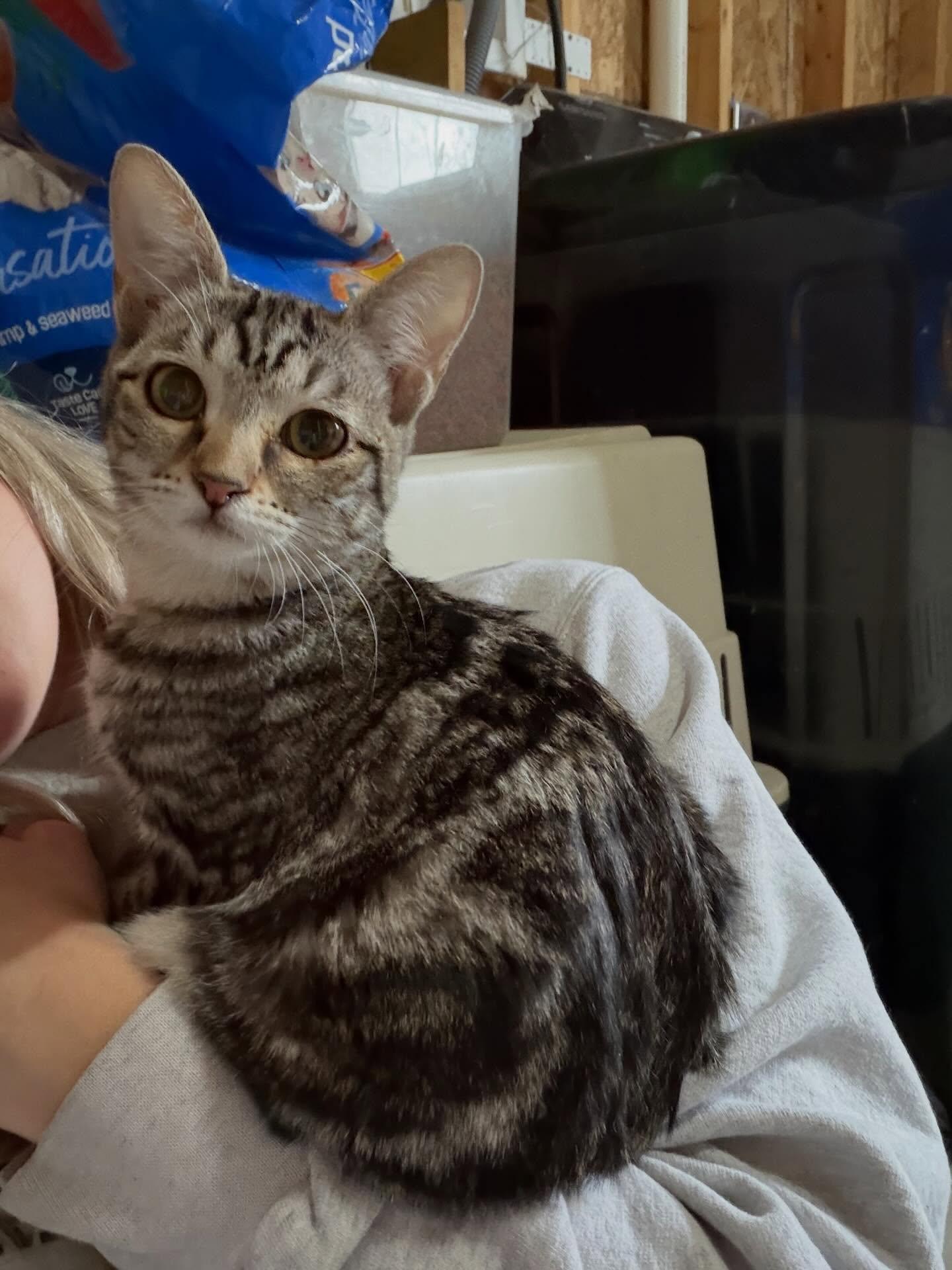 Enlarge Cinderella, an adopted Domestic Short Hair in St. Albans, VT image 2/3