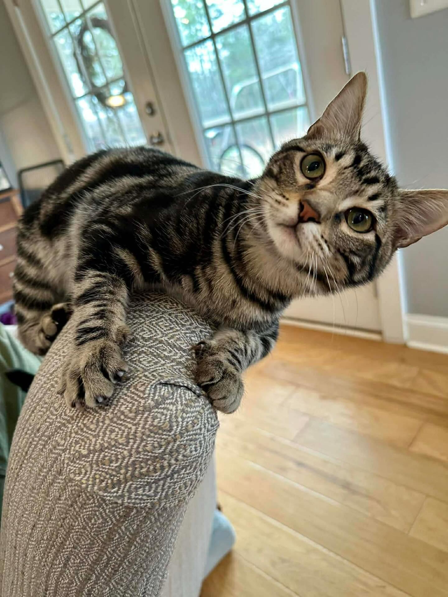 Cinderella, adopted, Young Female Domestic Short Hair.