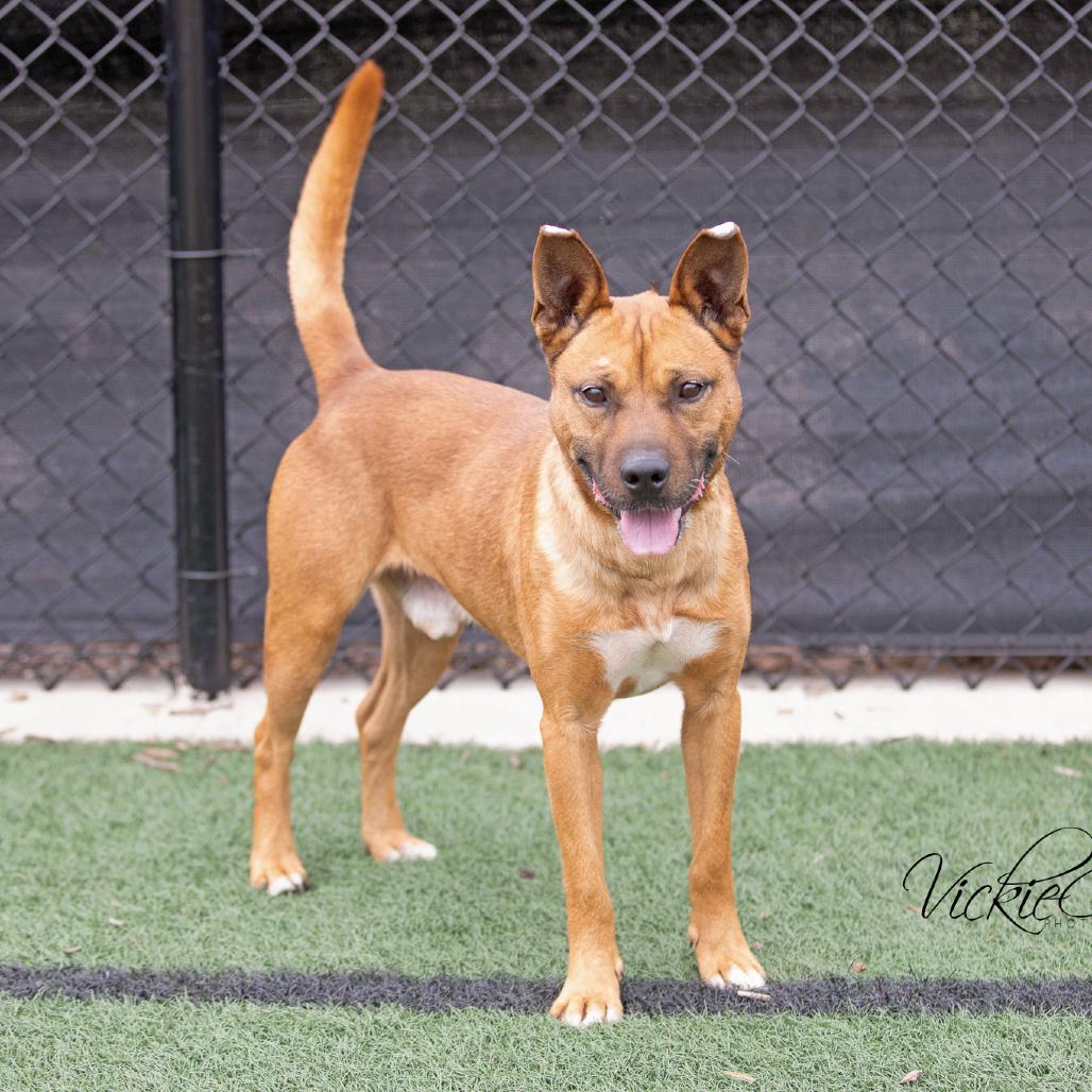 Enlarge Chad, a Adoptable mixed breed in Abilene, TX image 1/4