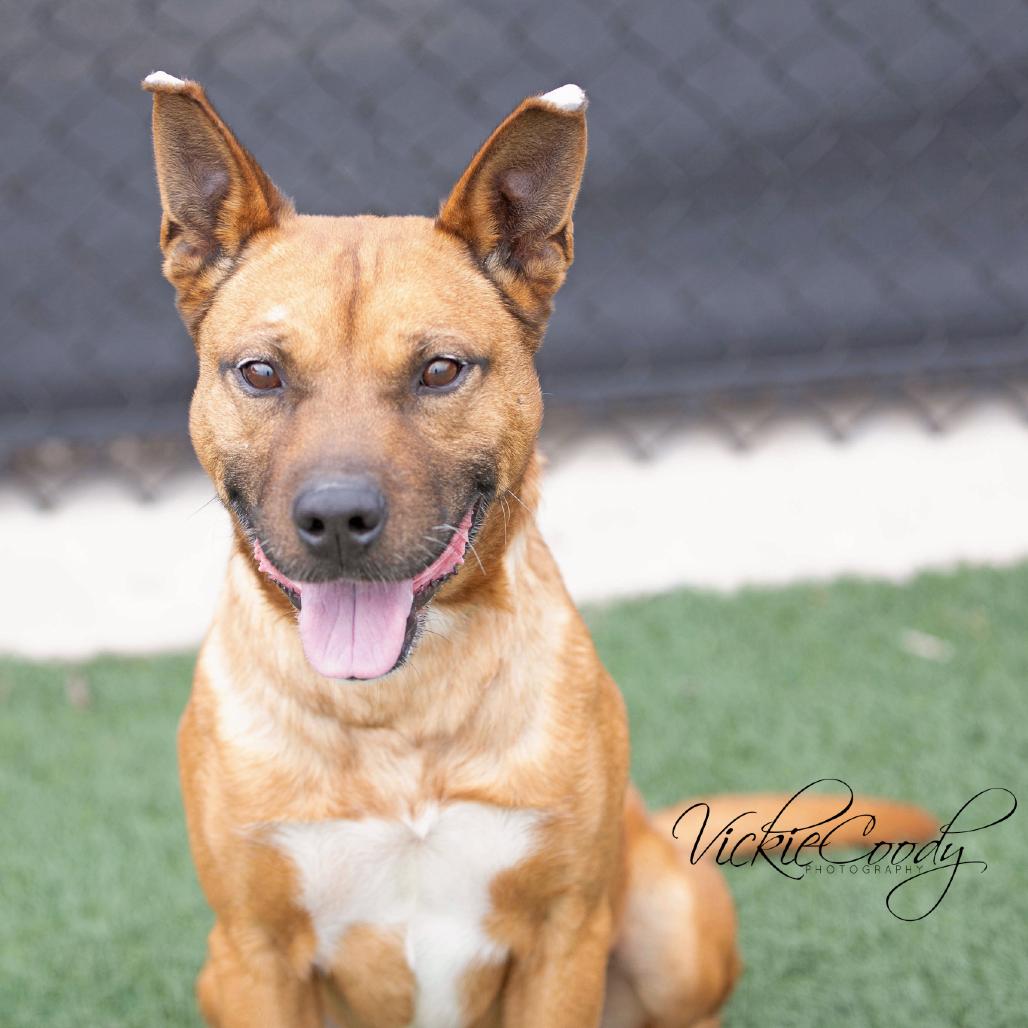 Enlarge Chad, a Adoptable mixed breed in Abilene, TX image 2/4