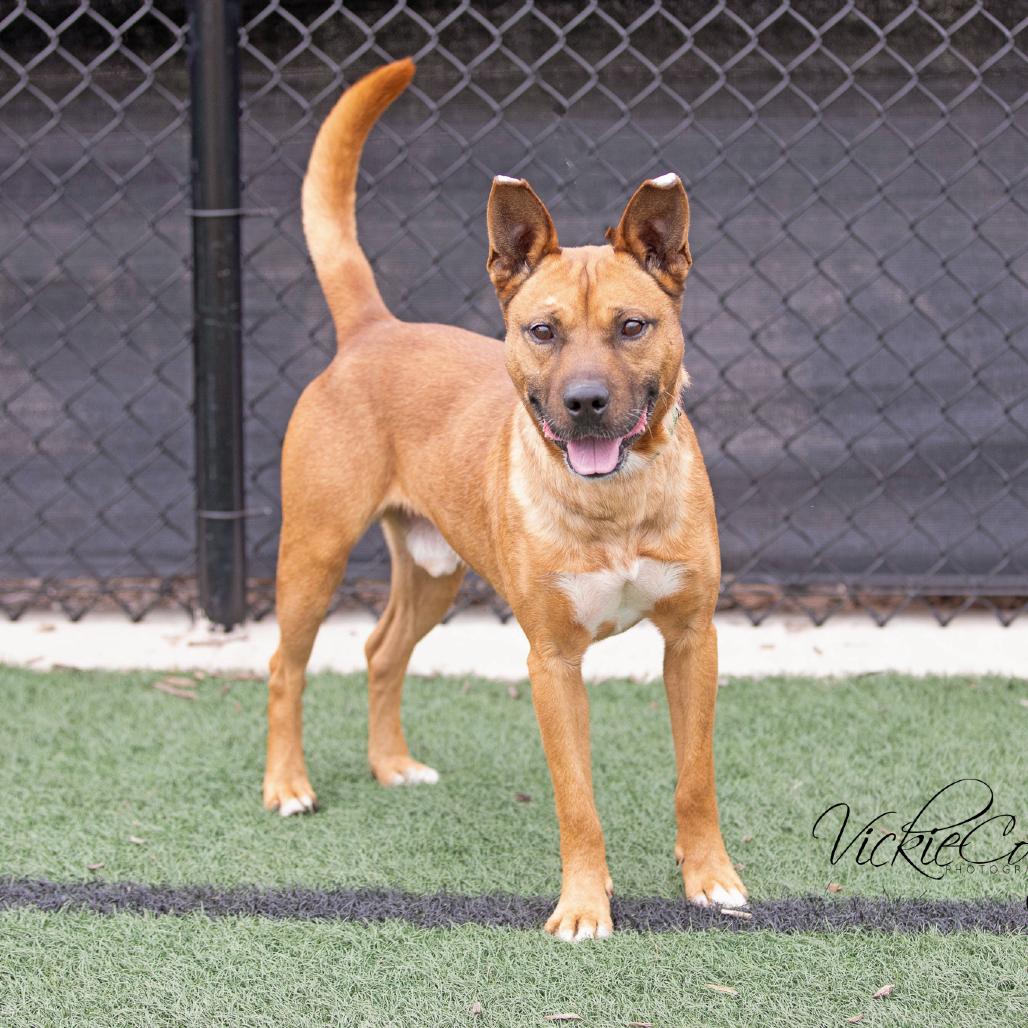 Enlarge Chad, a Adoptable mixed breed in Abilene, TX image 3/4