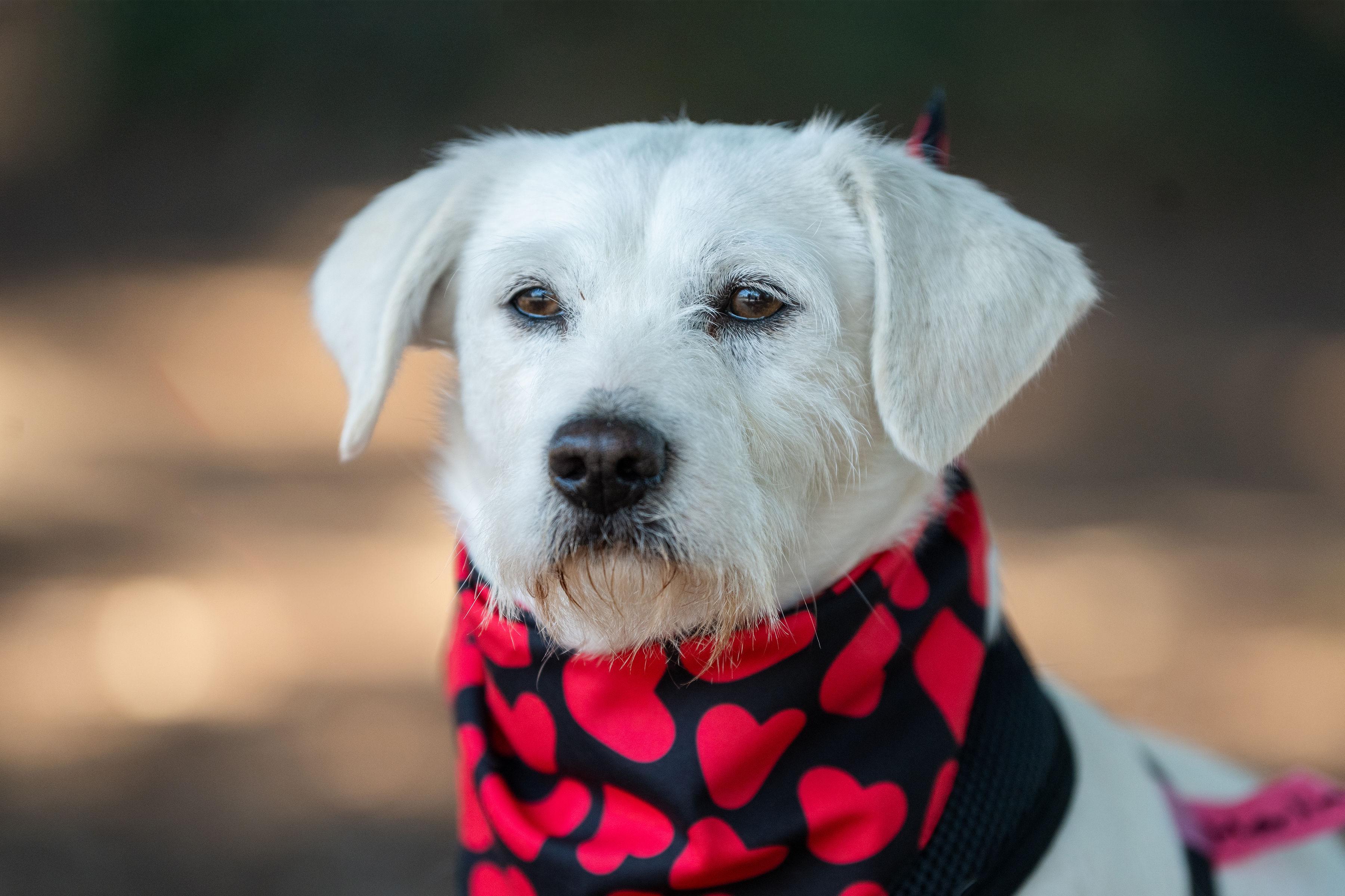 Merland, adopted, Young Male Terrier.