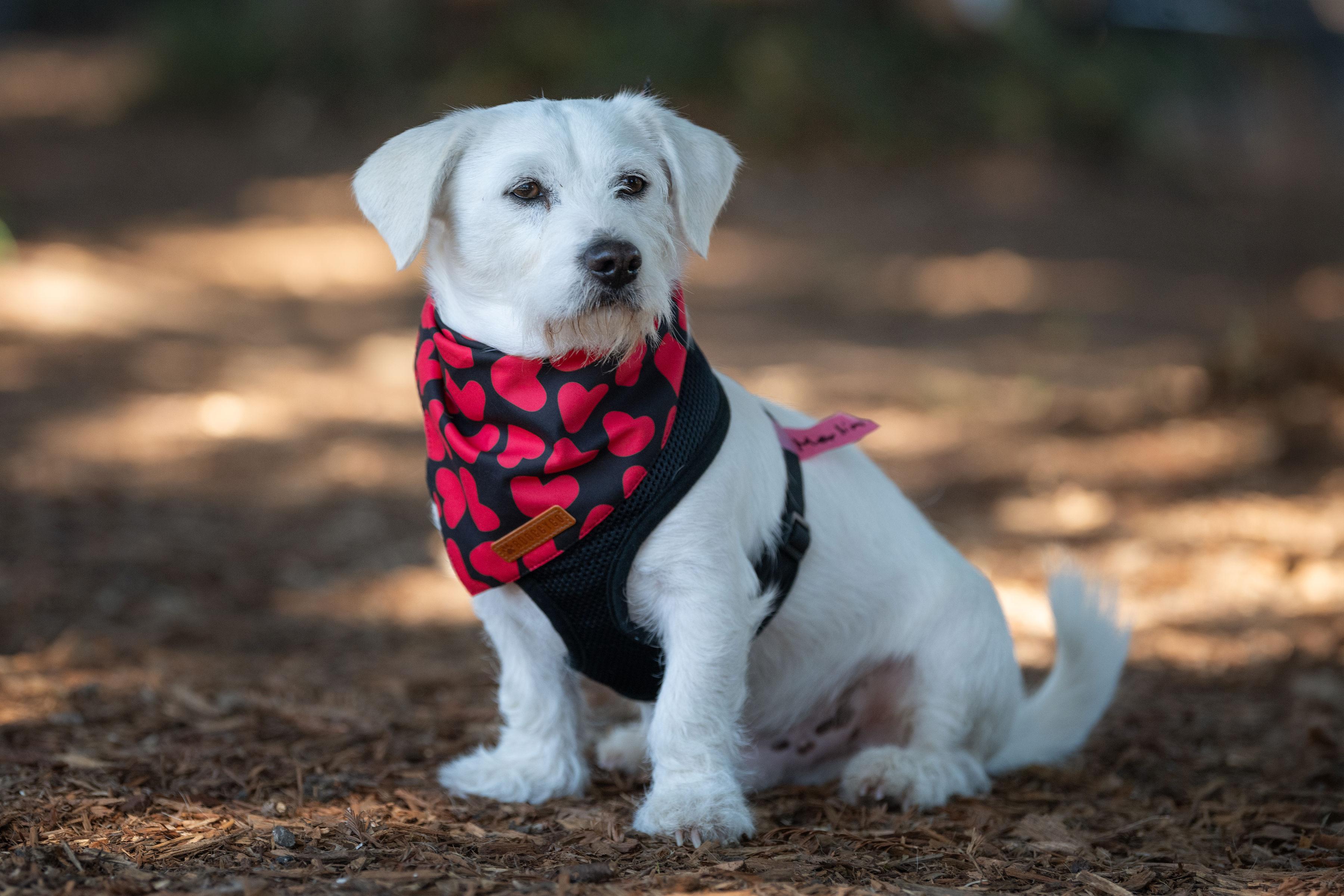 Enlarge Merland, an adopted mixed breed in Santa Rosa, CA image 2/3