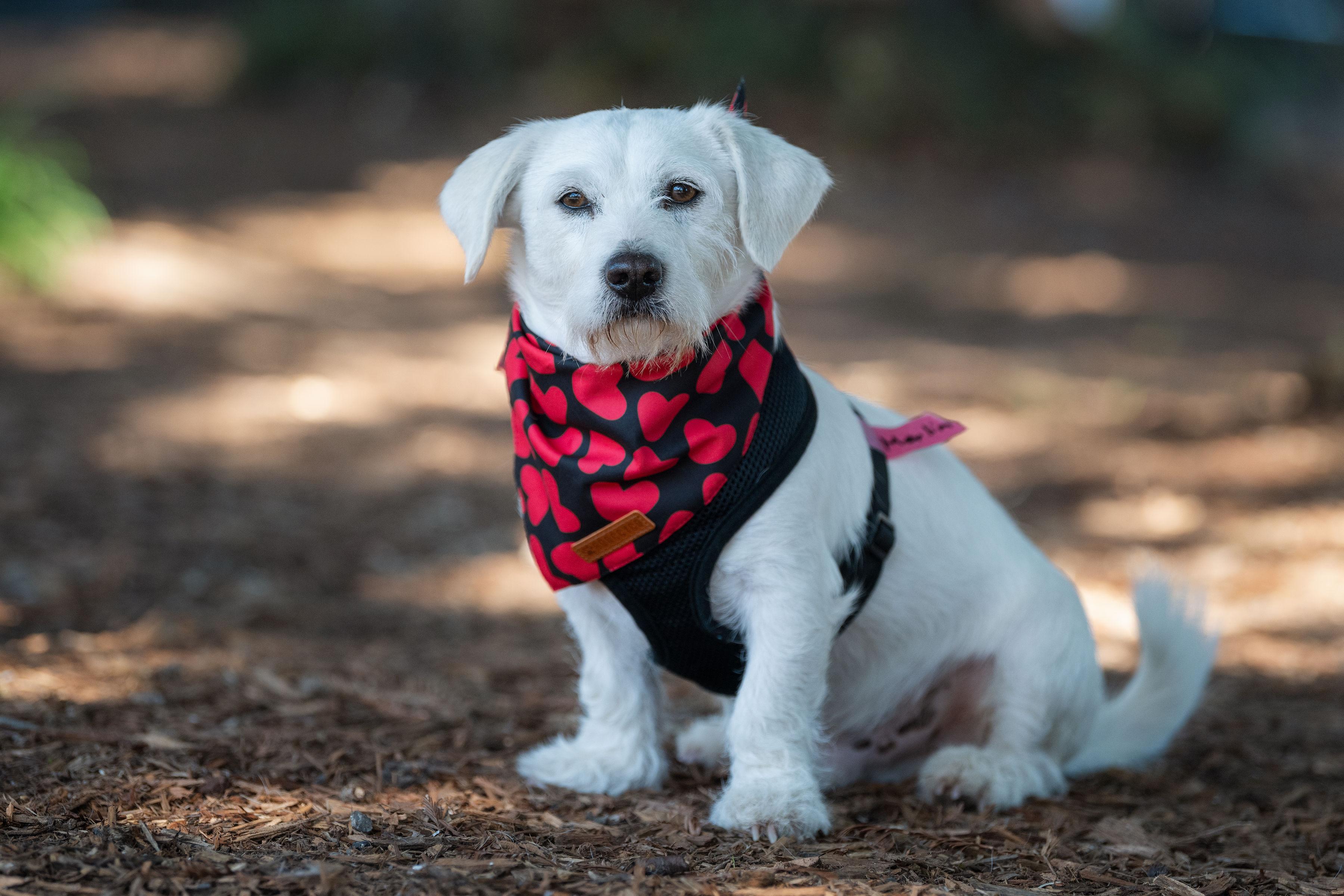 Enlarge Merland, an adopted mixed breed in Santa Rosa, CA image 3/3