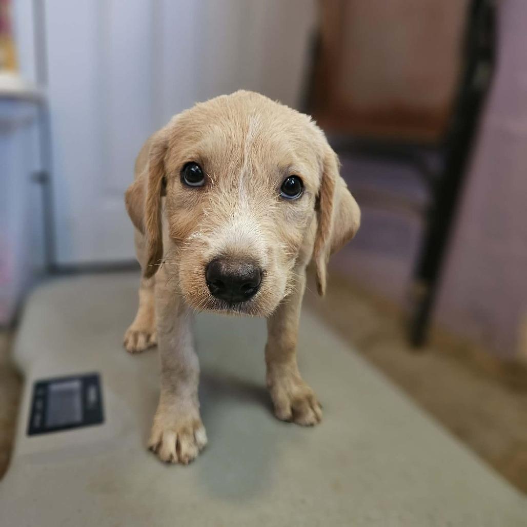 Enlarge Tuscarora, a Adoptable Mixed Breed in Pulaski, TN image 2/4