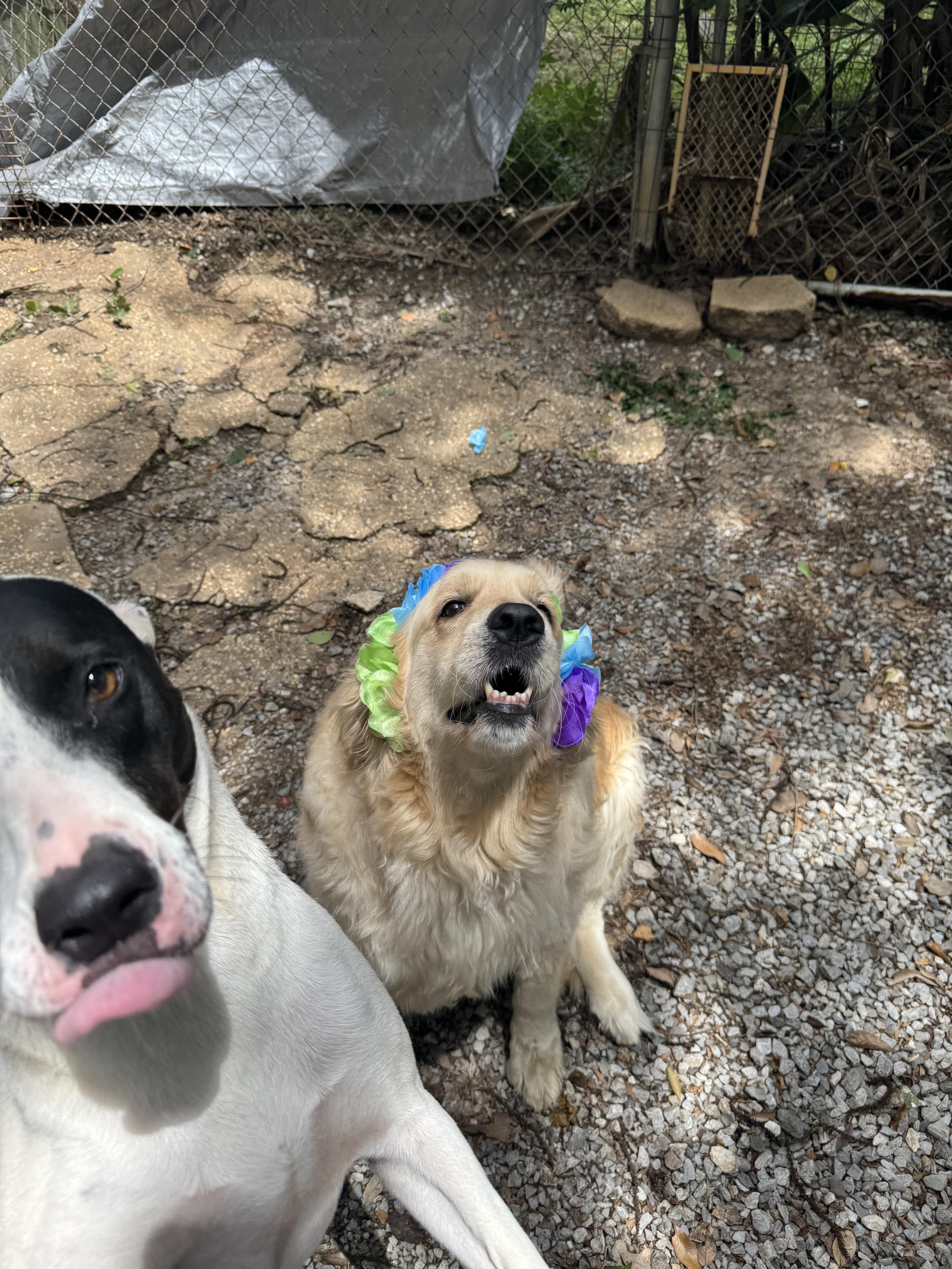 Maggie, a ADOPTABLE Golden Retriever in Mobile, AL image 6/6
