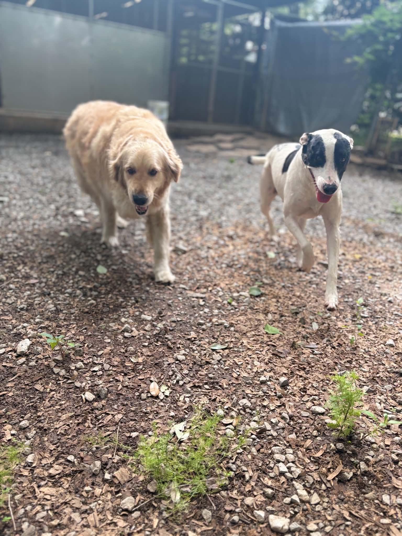 Maggie, a ADOPTABLE Golden Retriever in Mobile, AL image 5/6