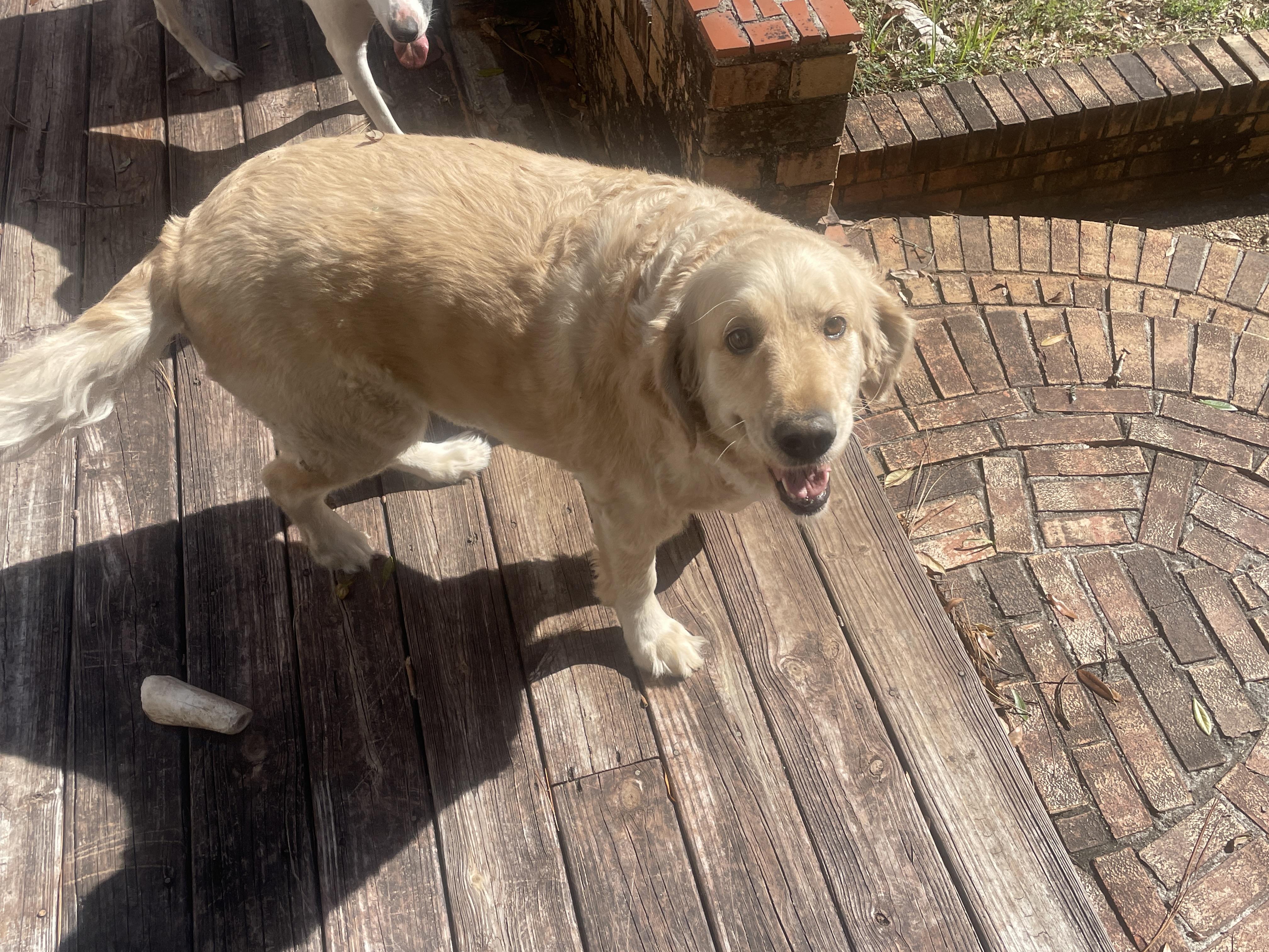 Enlarge ~ Courtesy ~ Maggie, a ADOPTABLE Golden Retriever in Mobile, AL image 1/3