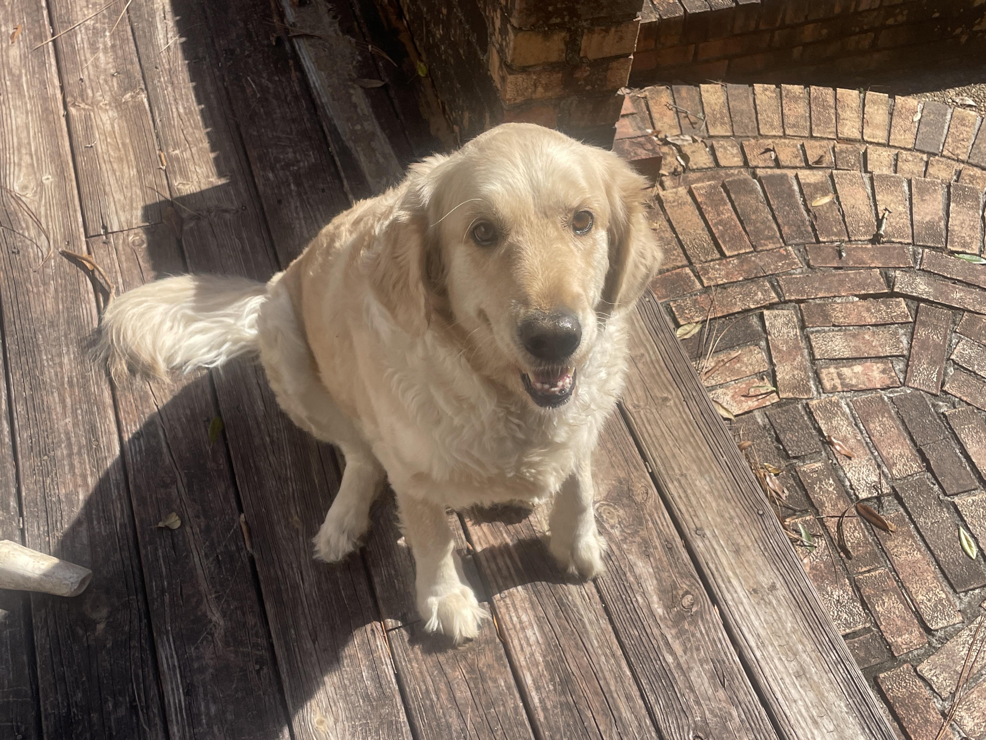 Enlarge ~ Courtesy ~ Maggie, a ADOPTABLE Golden Retriever in Mobile, AL image 2/3