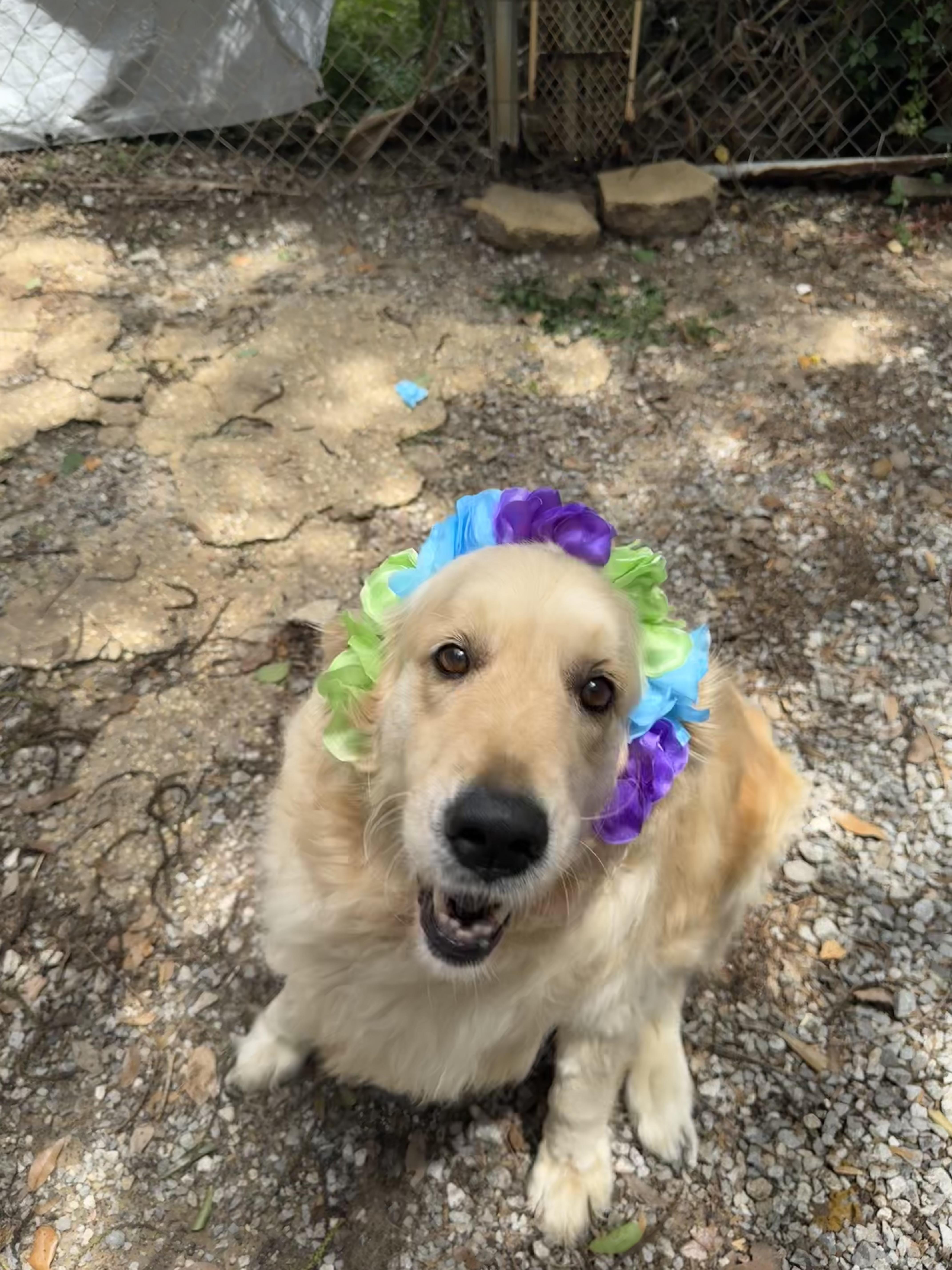 Maggie, ADOPTABLE, Senior Female Golden Retriever.