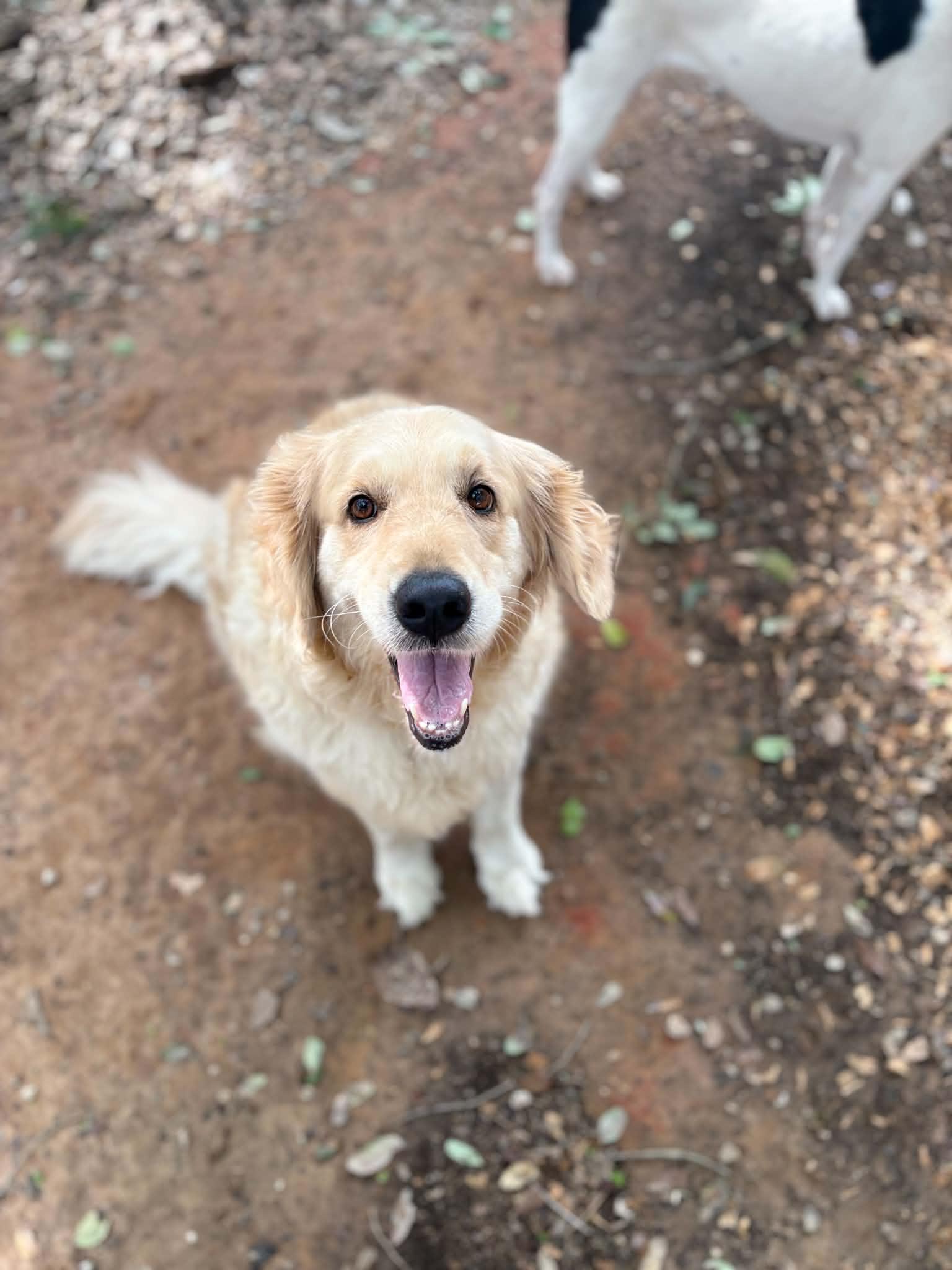 Maggie, a ADOPTABLE Golden Retriever in Mobile, AL image 2/6