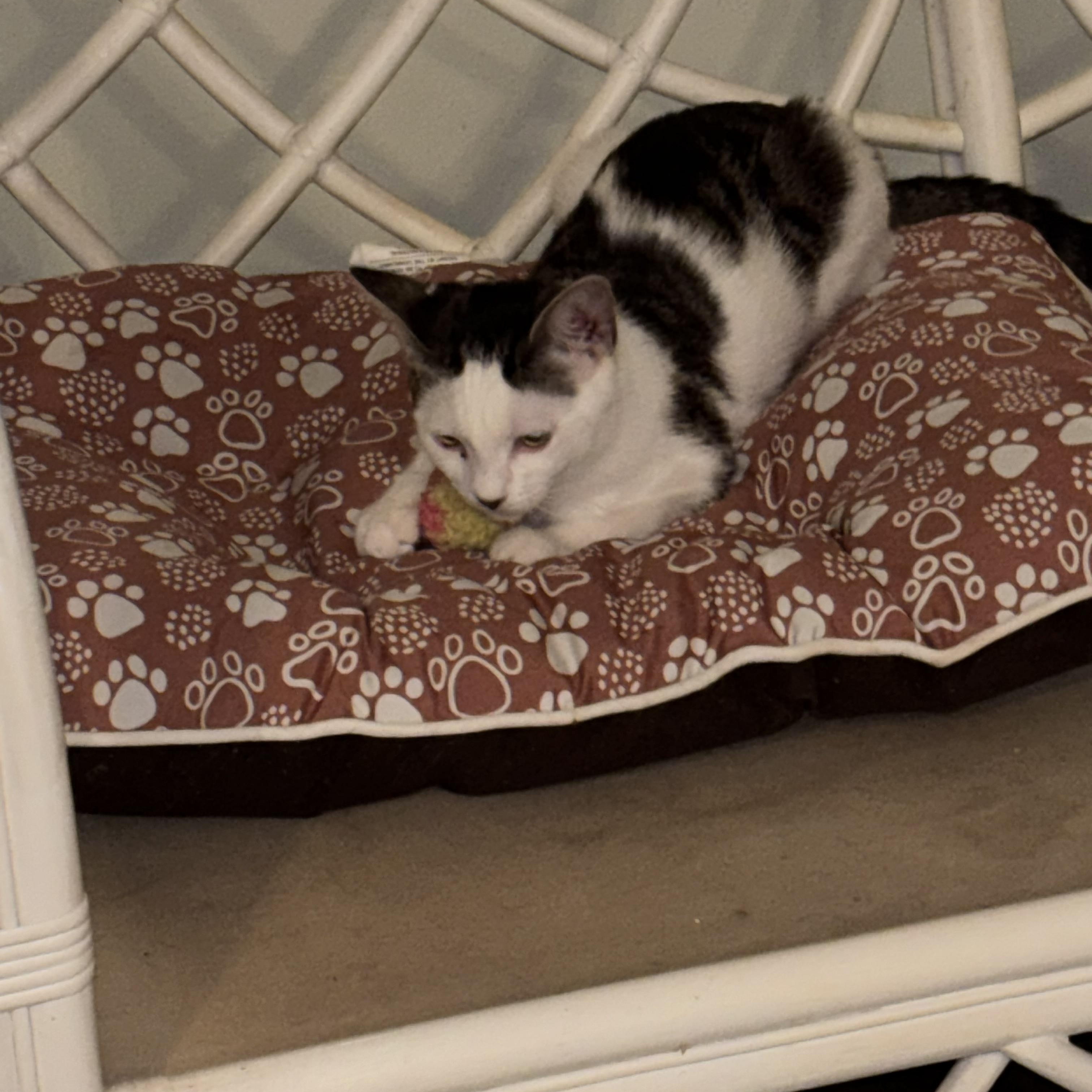 Lily, a Adoptable Domestic Short Hair in Westville, NJ image 4/6