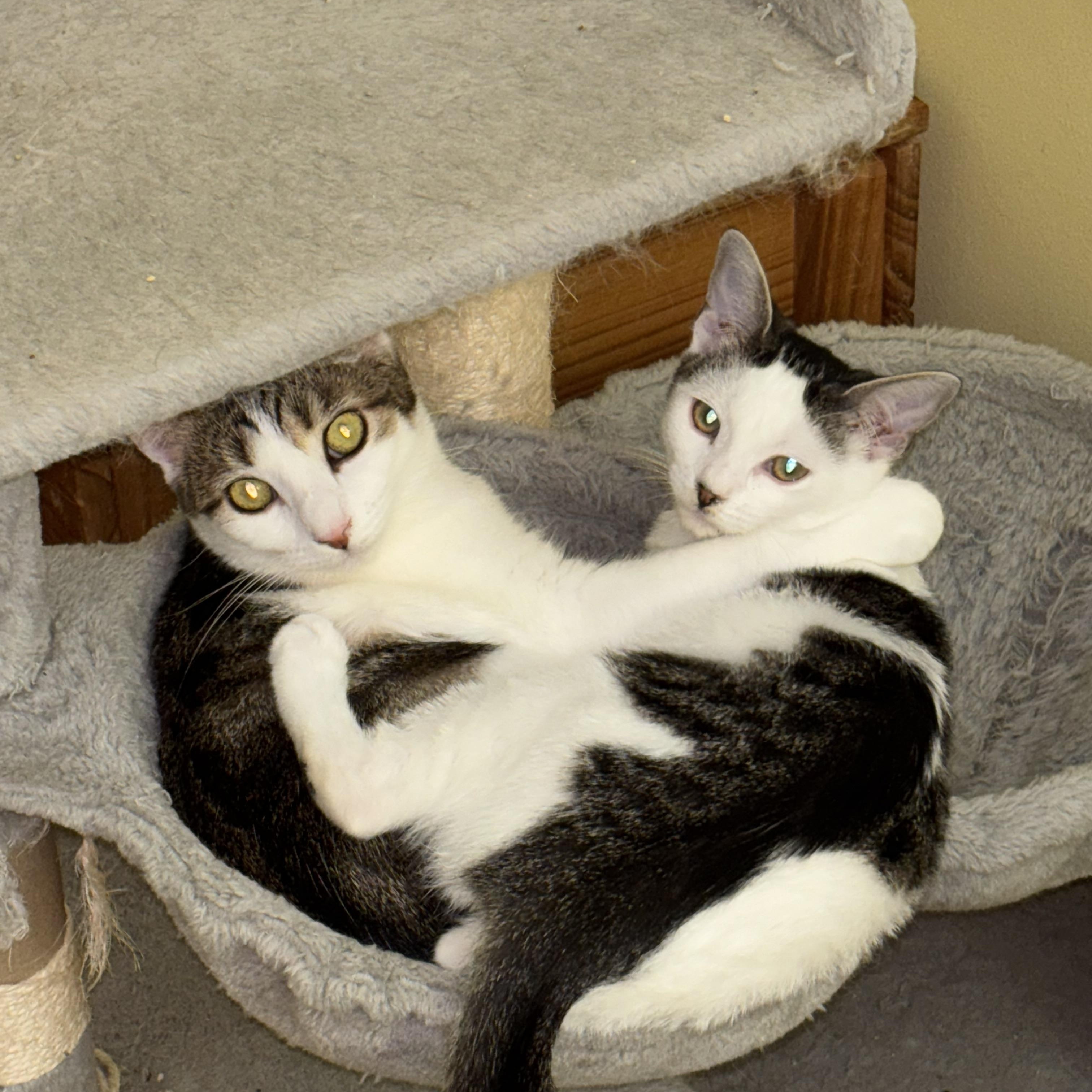 Lily, a Adoptable Domestic Short Hair in Westville, NJ image 5/6