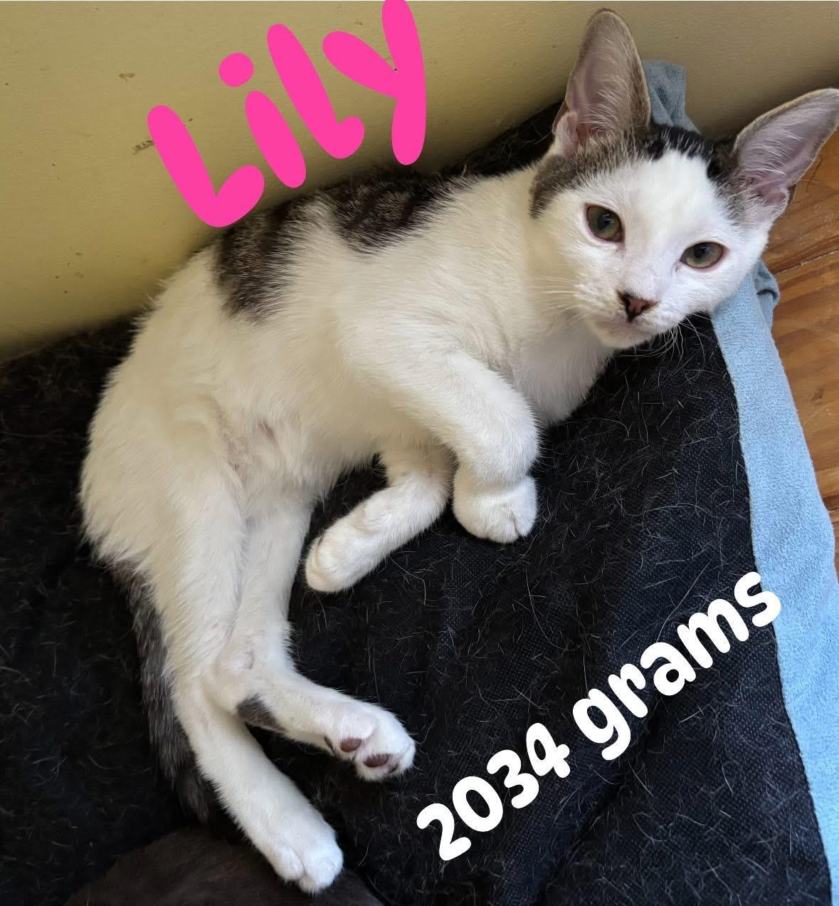 Lily, a Adoptable Domestic Short Hair in Westville, NJ image 2/6